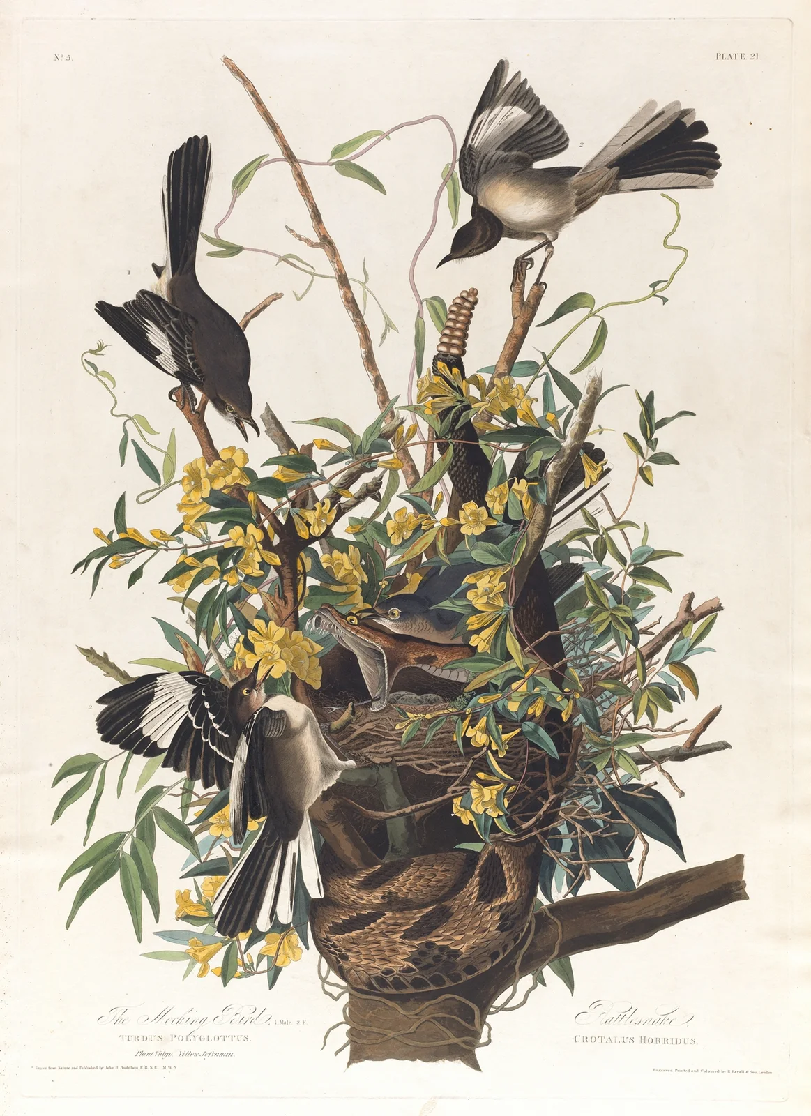The mocking bird av John James Audubon