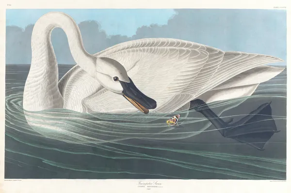 Trumpeter swan av John James Audubon