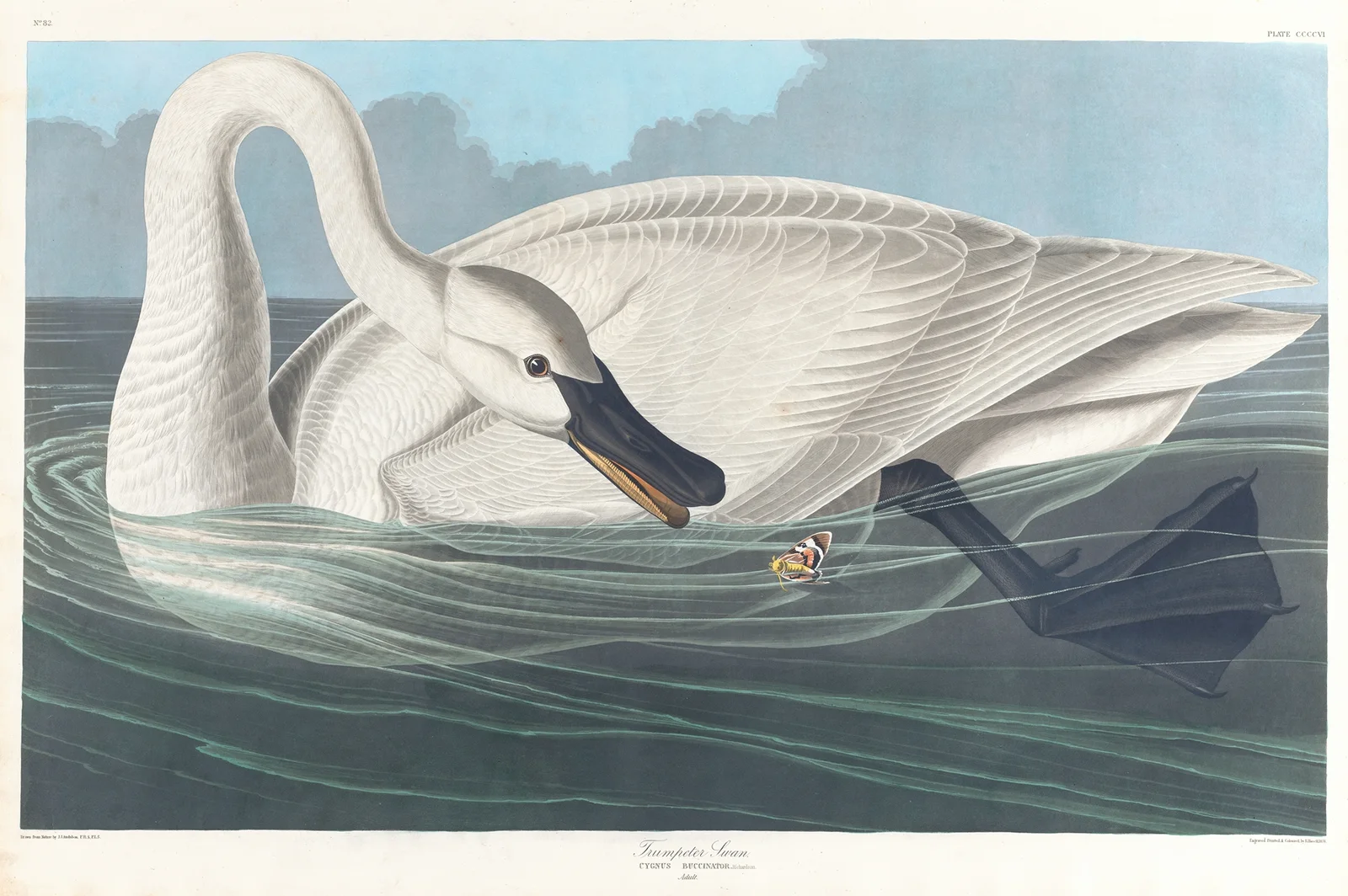 Trumpeter swan av John James Audubon