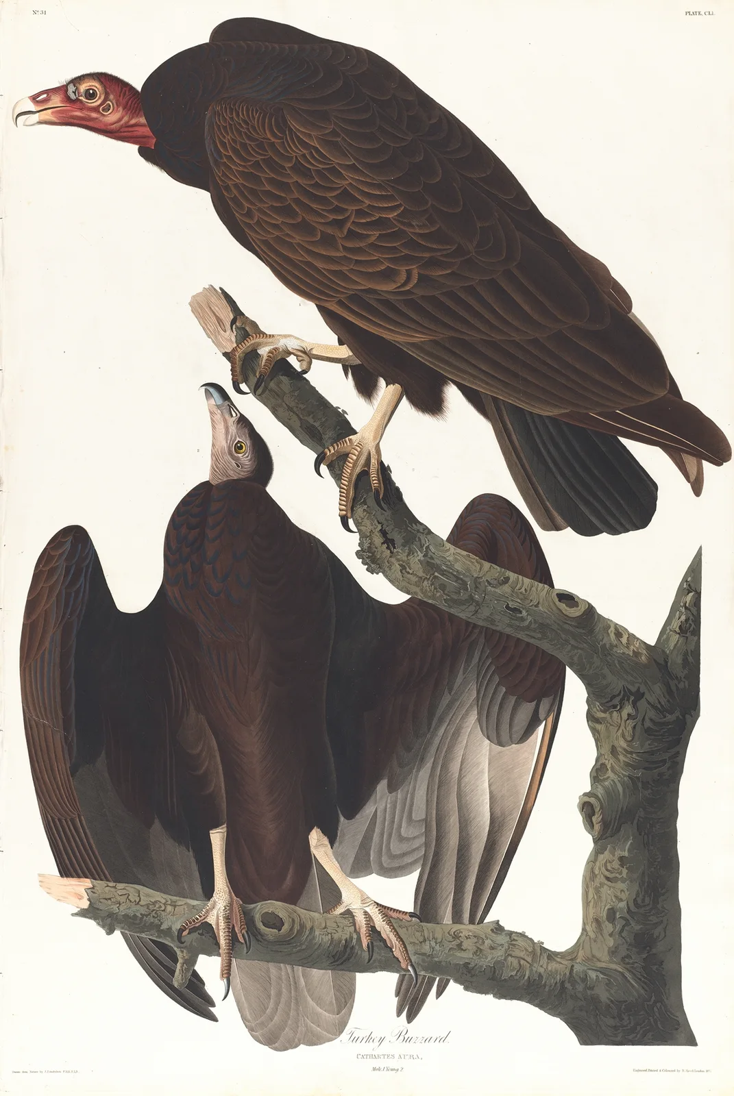 Turkey buzzard av John James Audubon