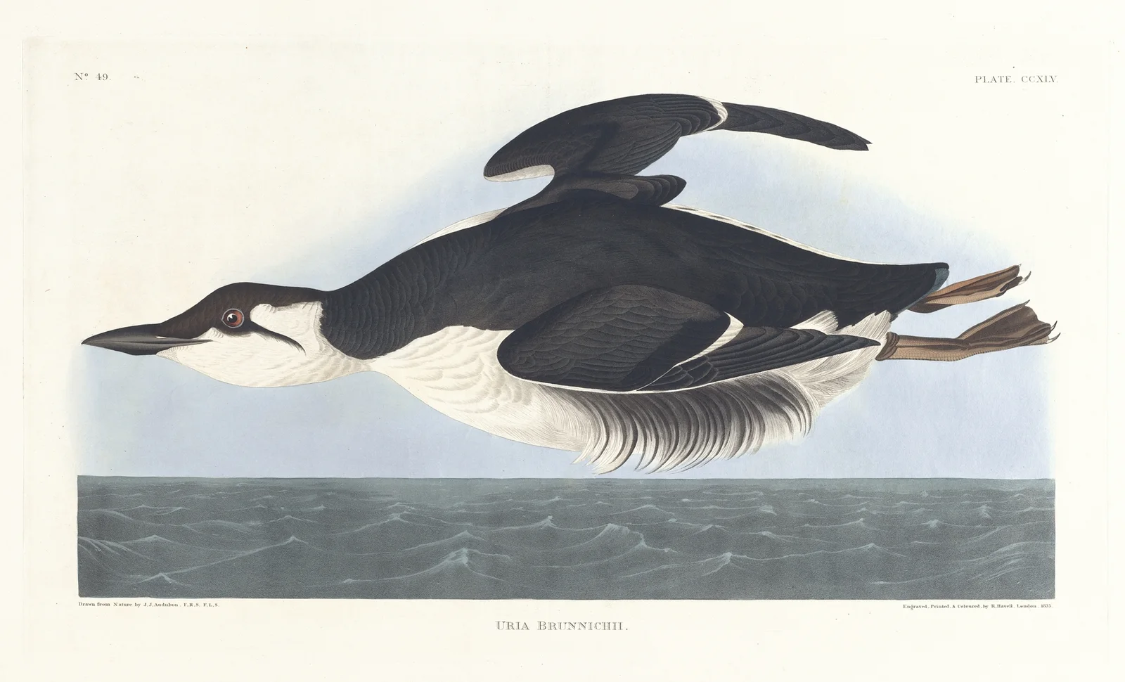 Uria brunnichii av John James Audubon