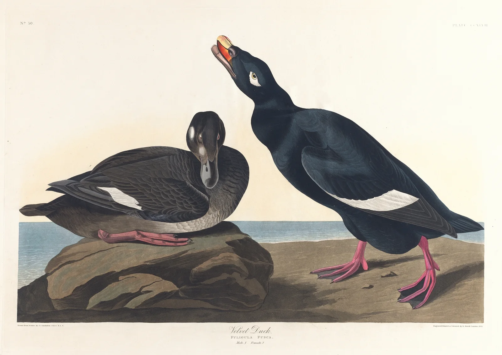 Velvet duck av John James Audubon