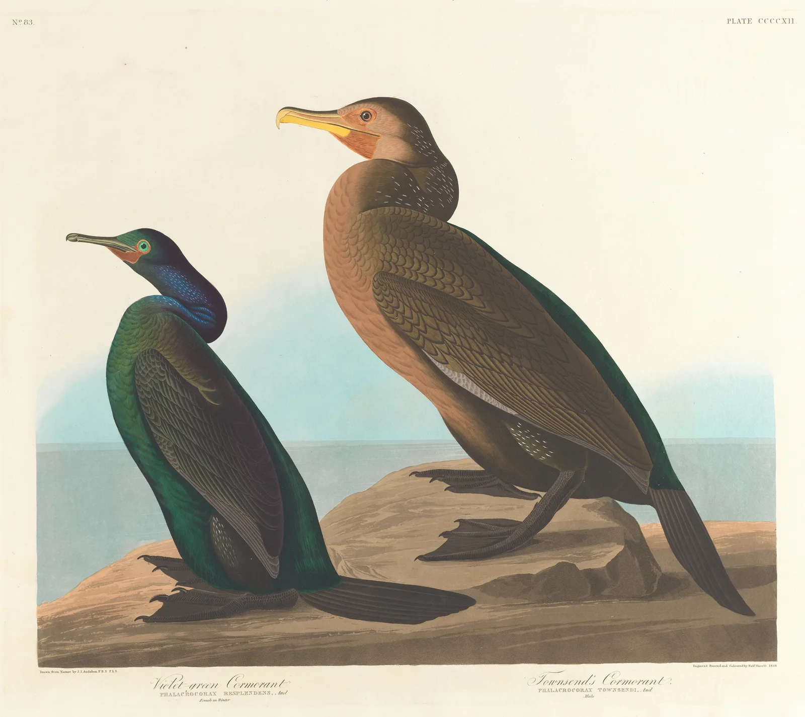 Violet-green cormorant av John James Audubon
