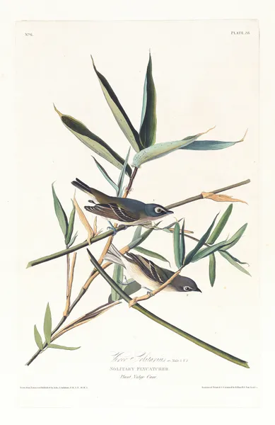 Vireo solitarius av John James Audubon