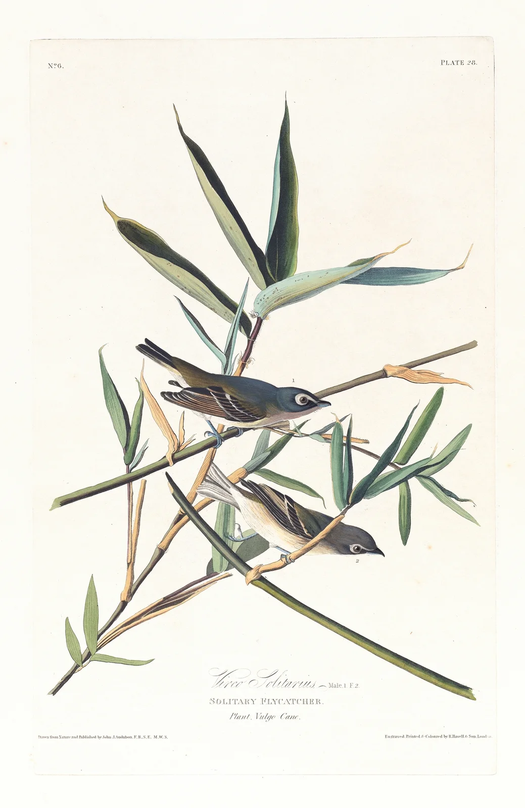 Vireo solitarius av John James Audubon