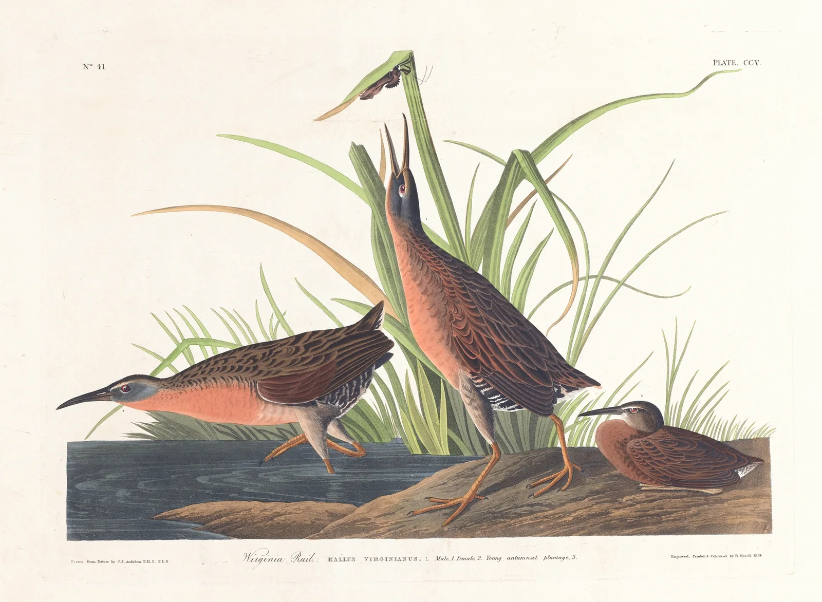 Virginia rail av John James Audubon