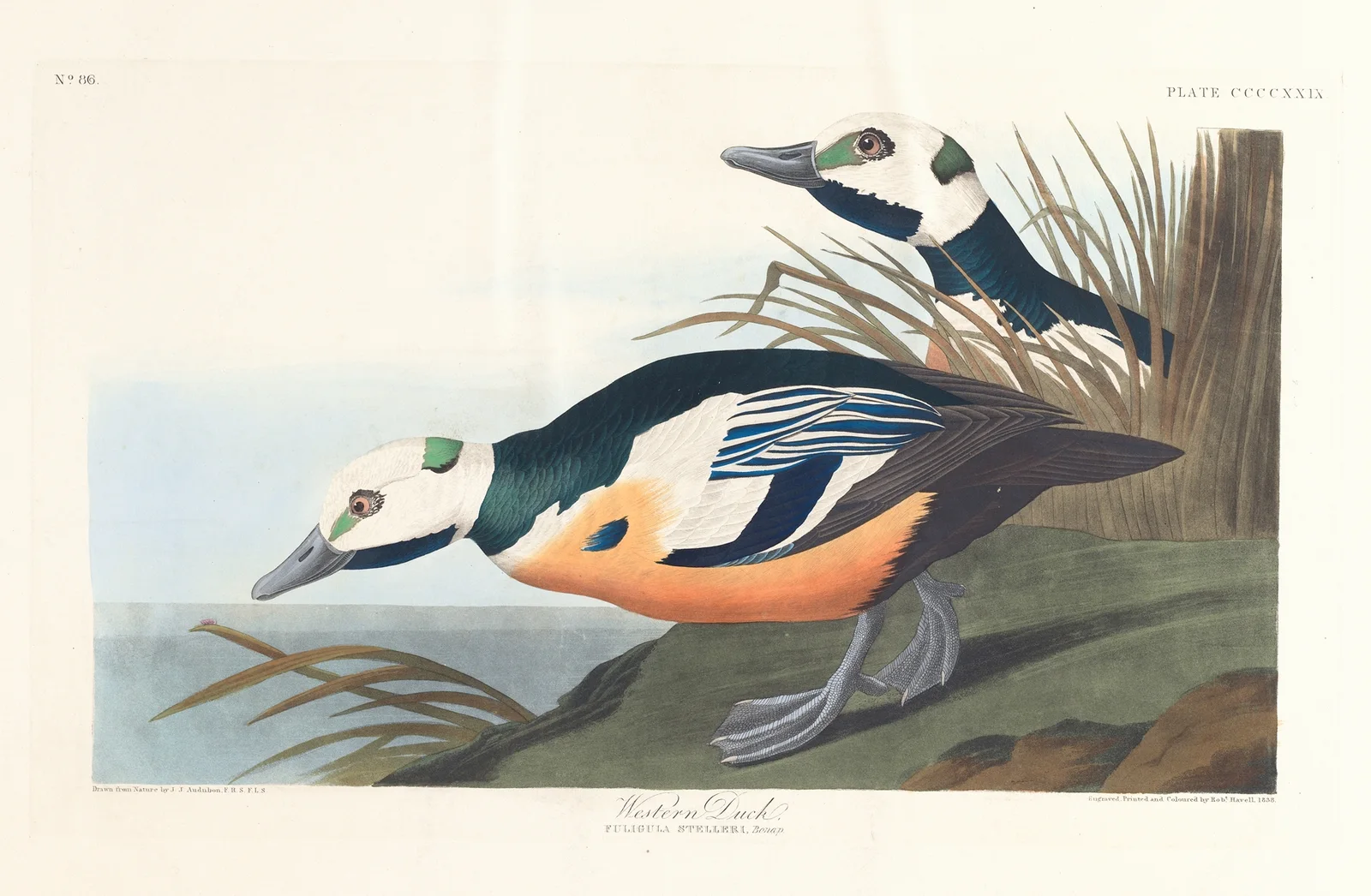 Western duck av John James Audubon
