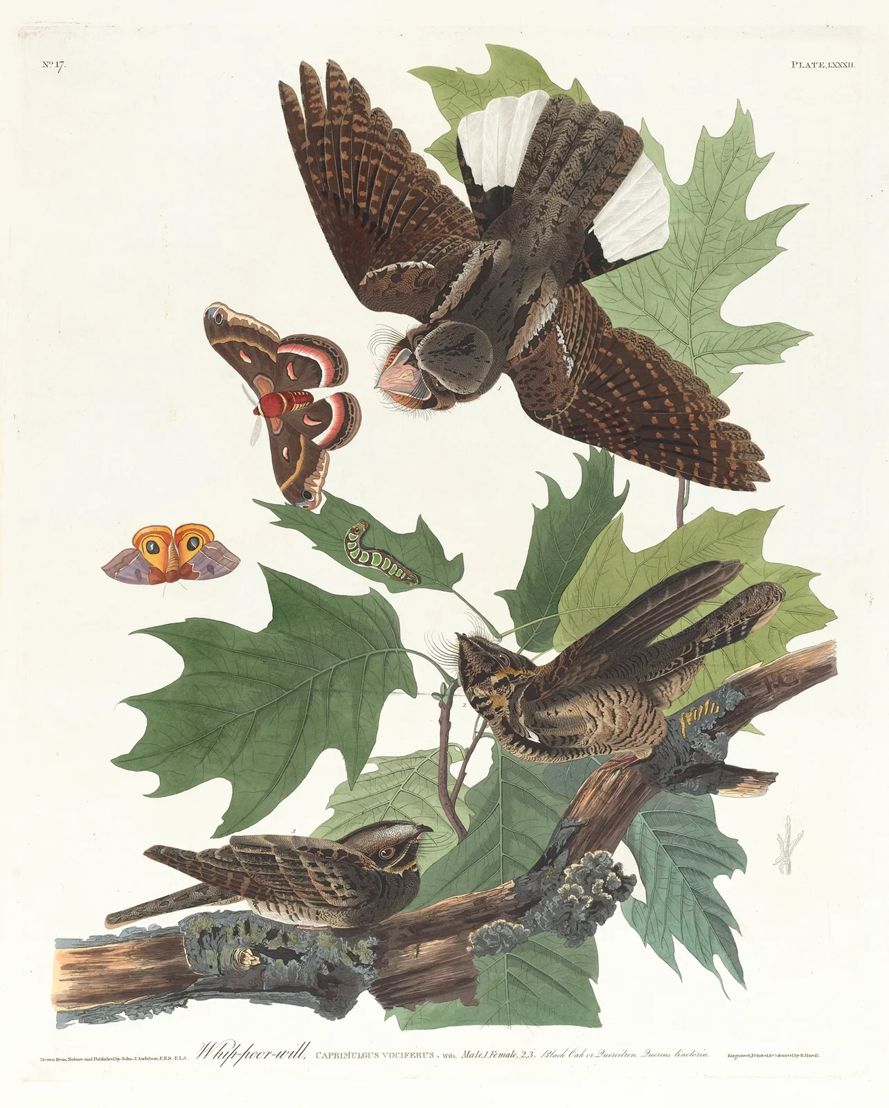 Whip-poor-will av John James Audubon