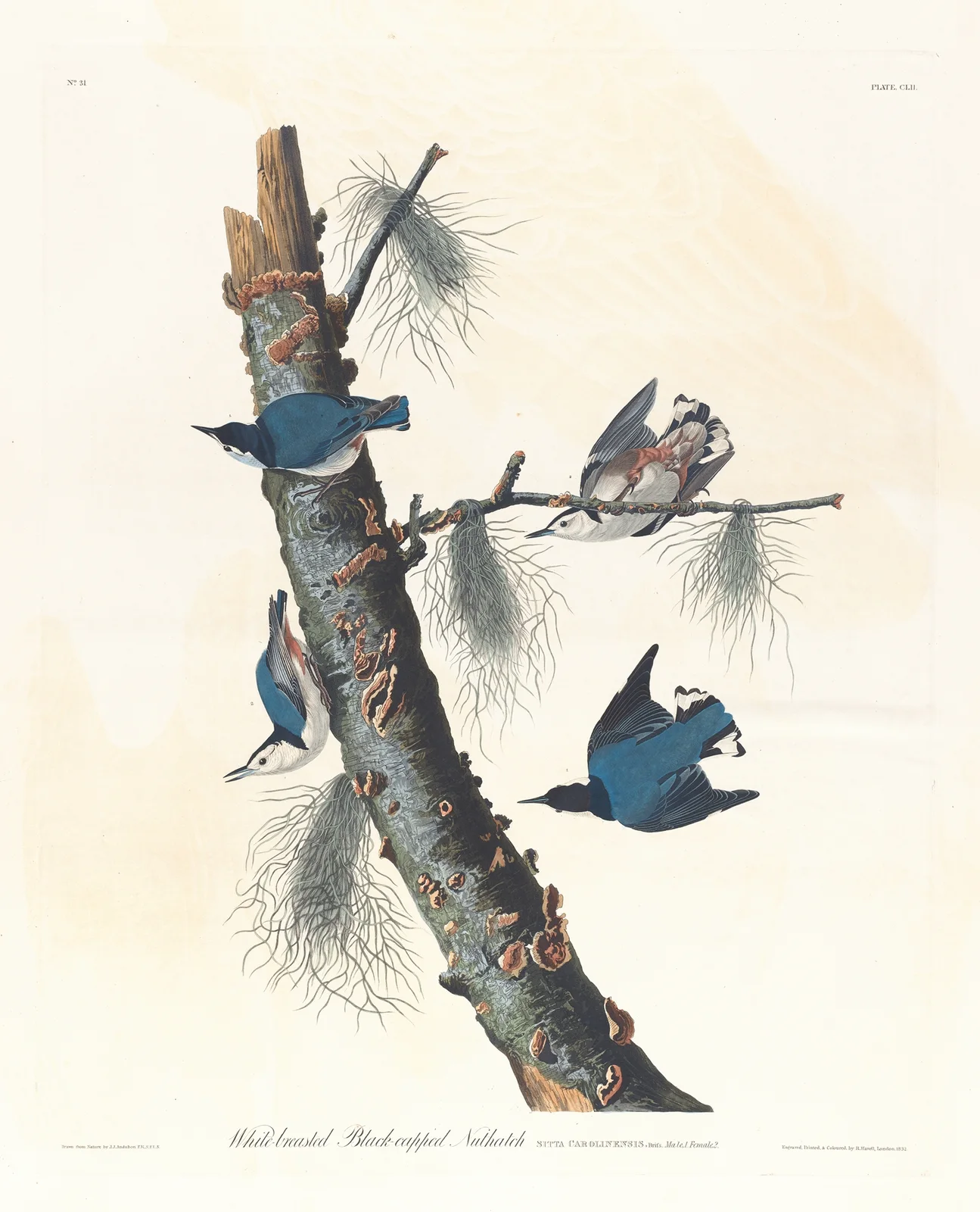 White-breasted black-capped nuthatch av John James Audubon