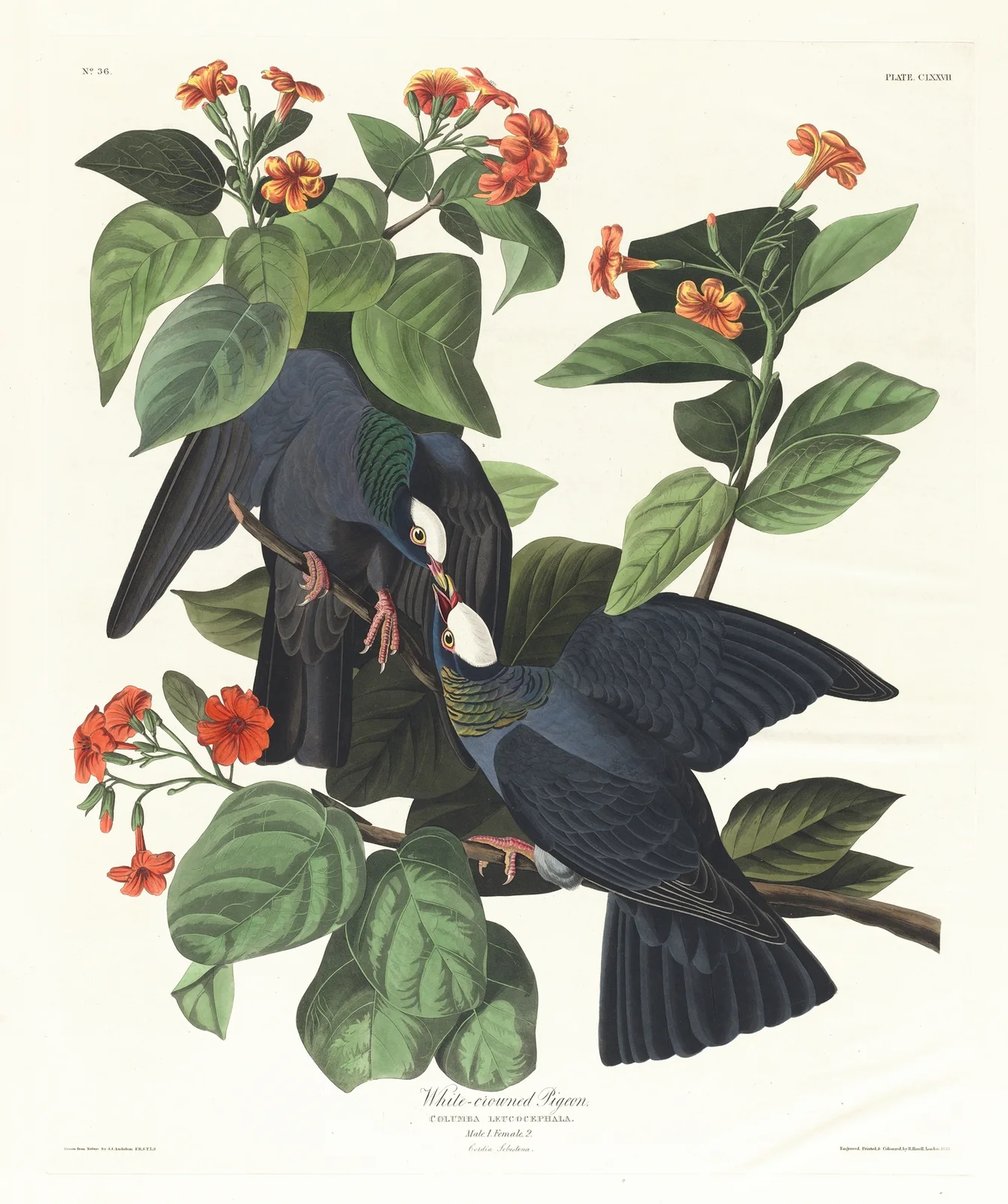 White-crowned pigeon av John James Audubon