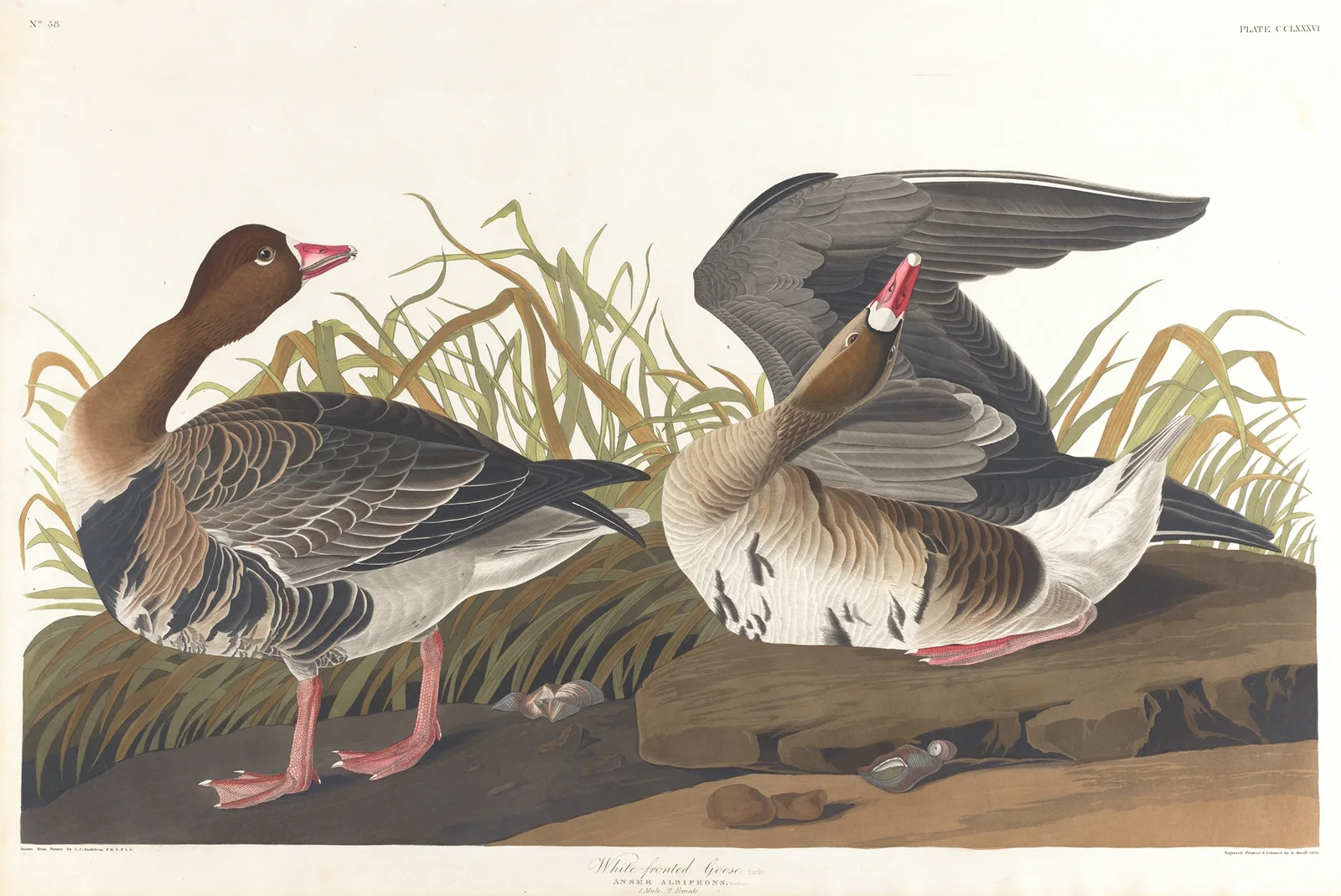 White-fronted goose av John James Audubon