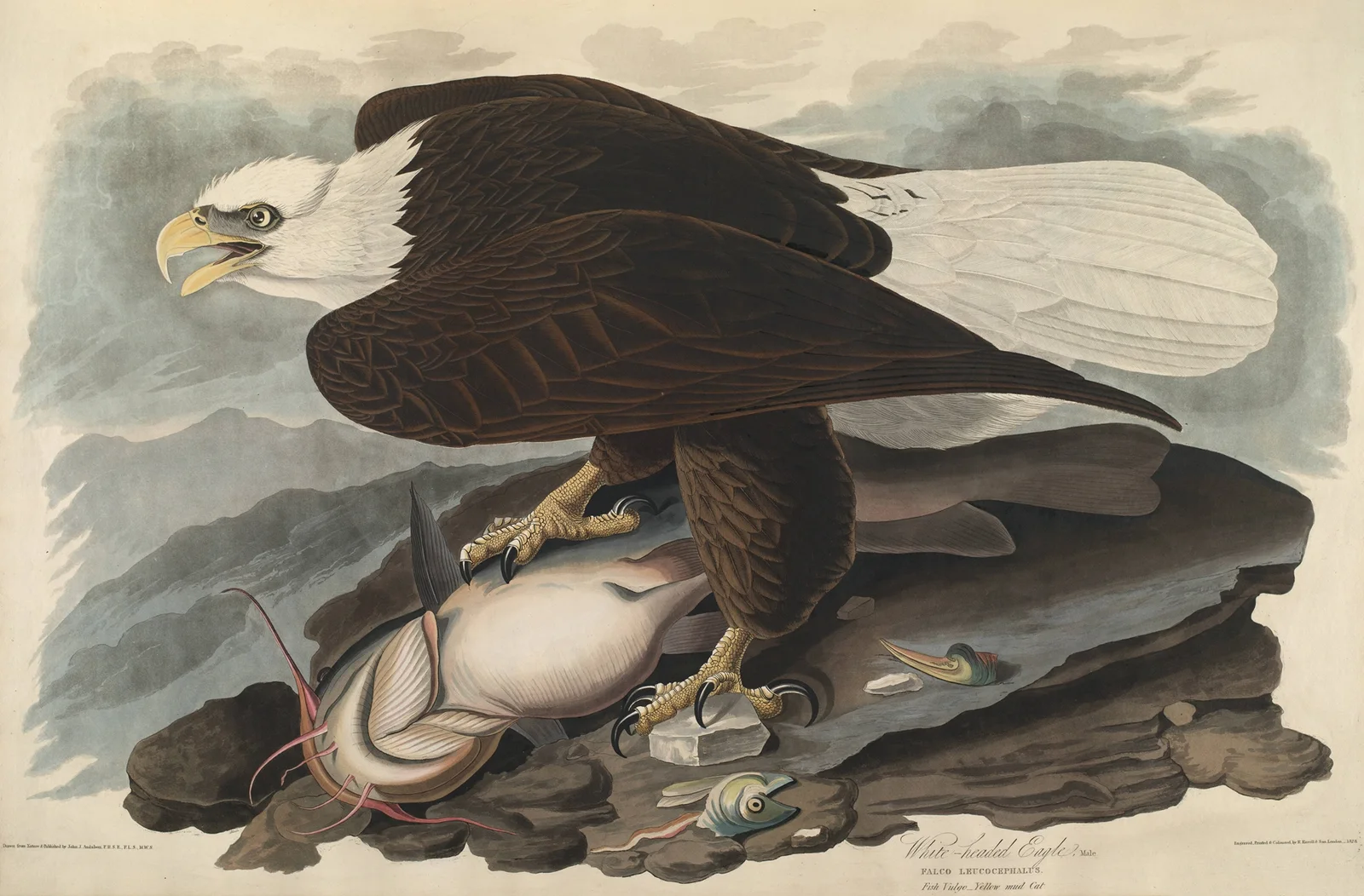 White-headed Eagle av John James Audubon