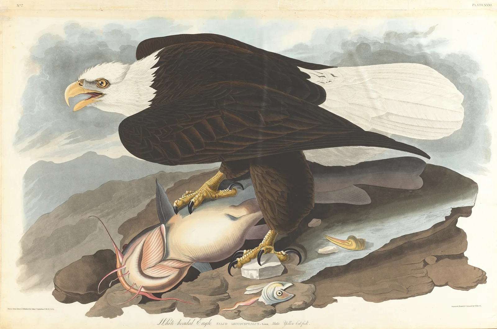 White-headed eagle, 1827 – nr 1 av John James Audubon