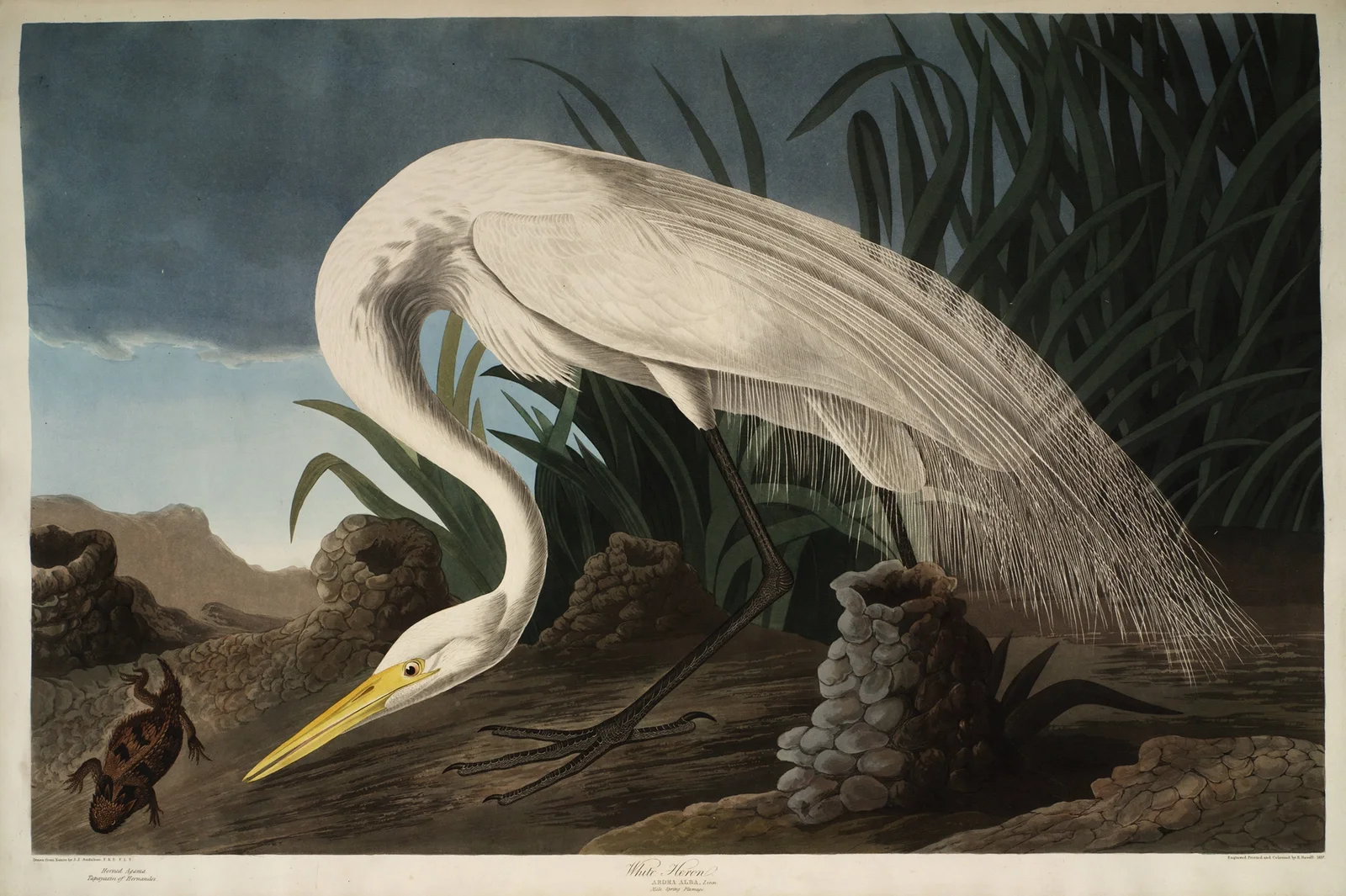 White Heron av John James Audubon