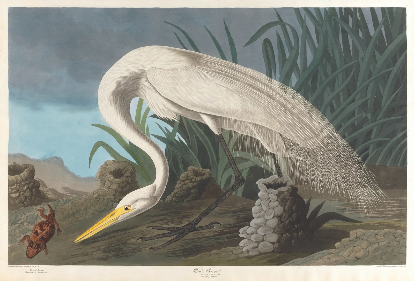 White heron av John James Audubon