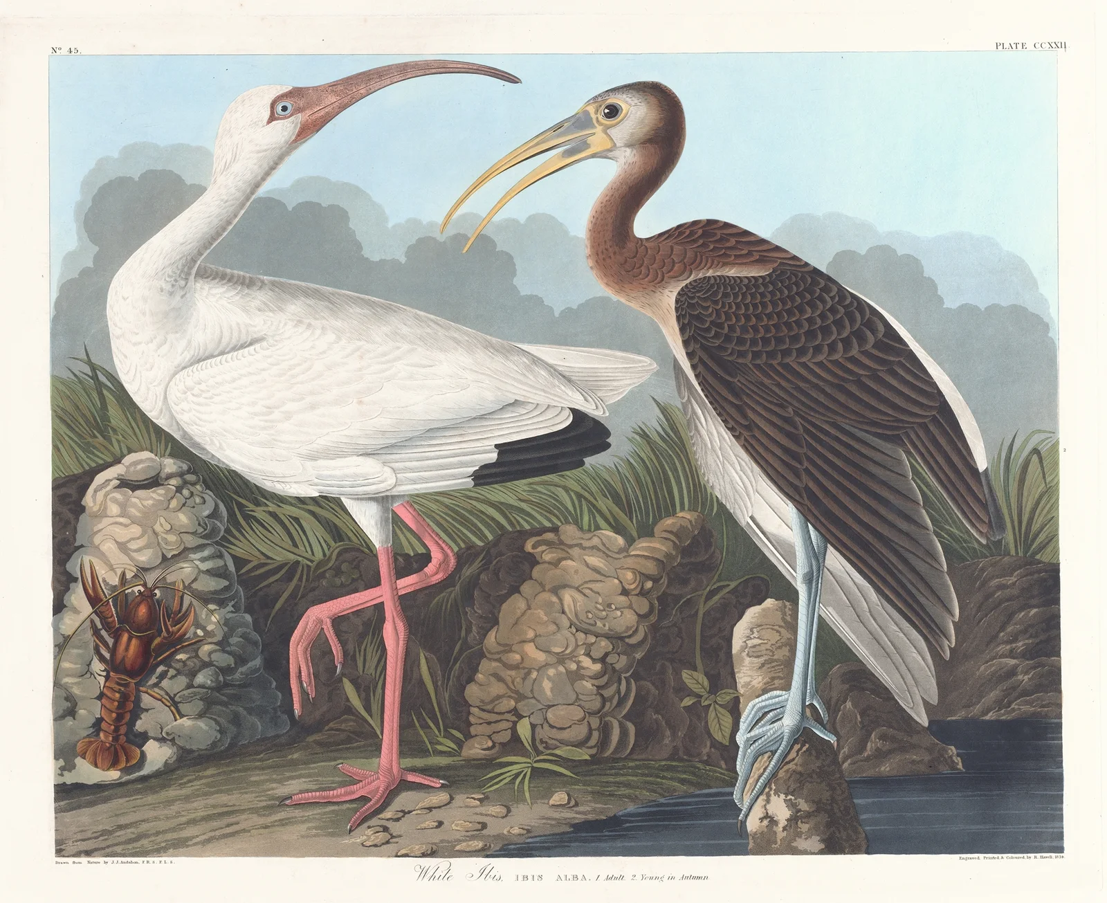 White ibis av John James Audubon