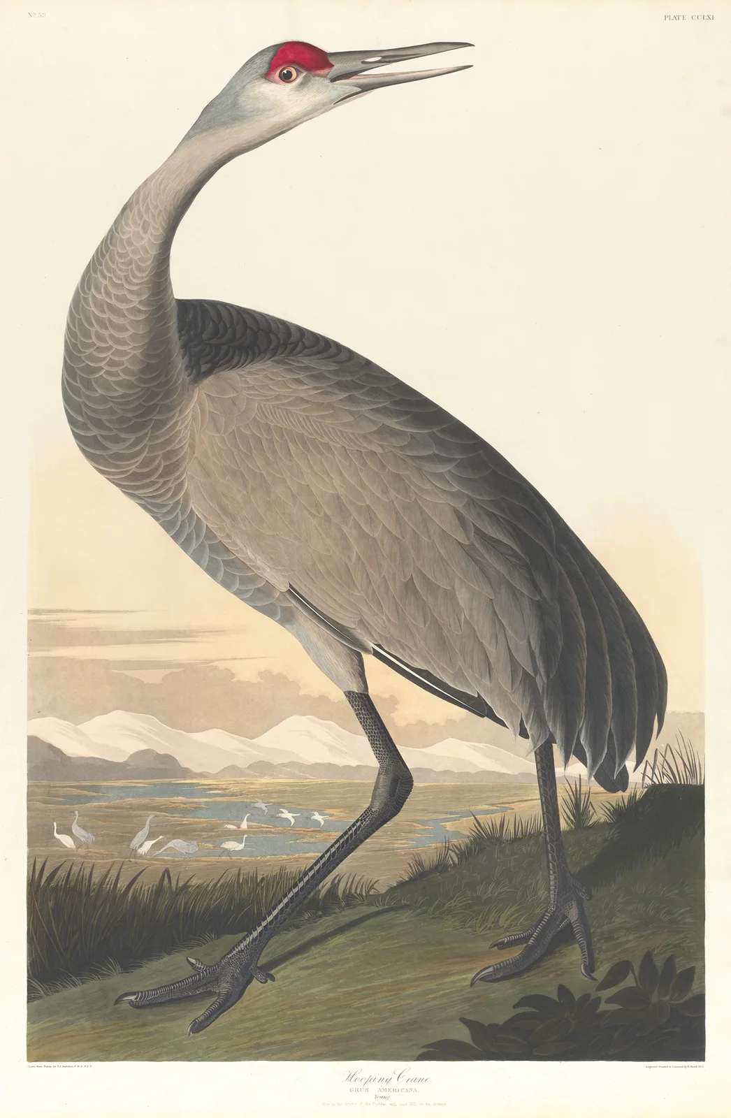 Whooping crane av John James Audubon
