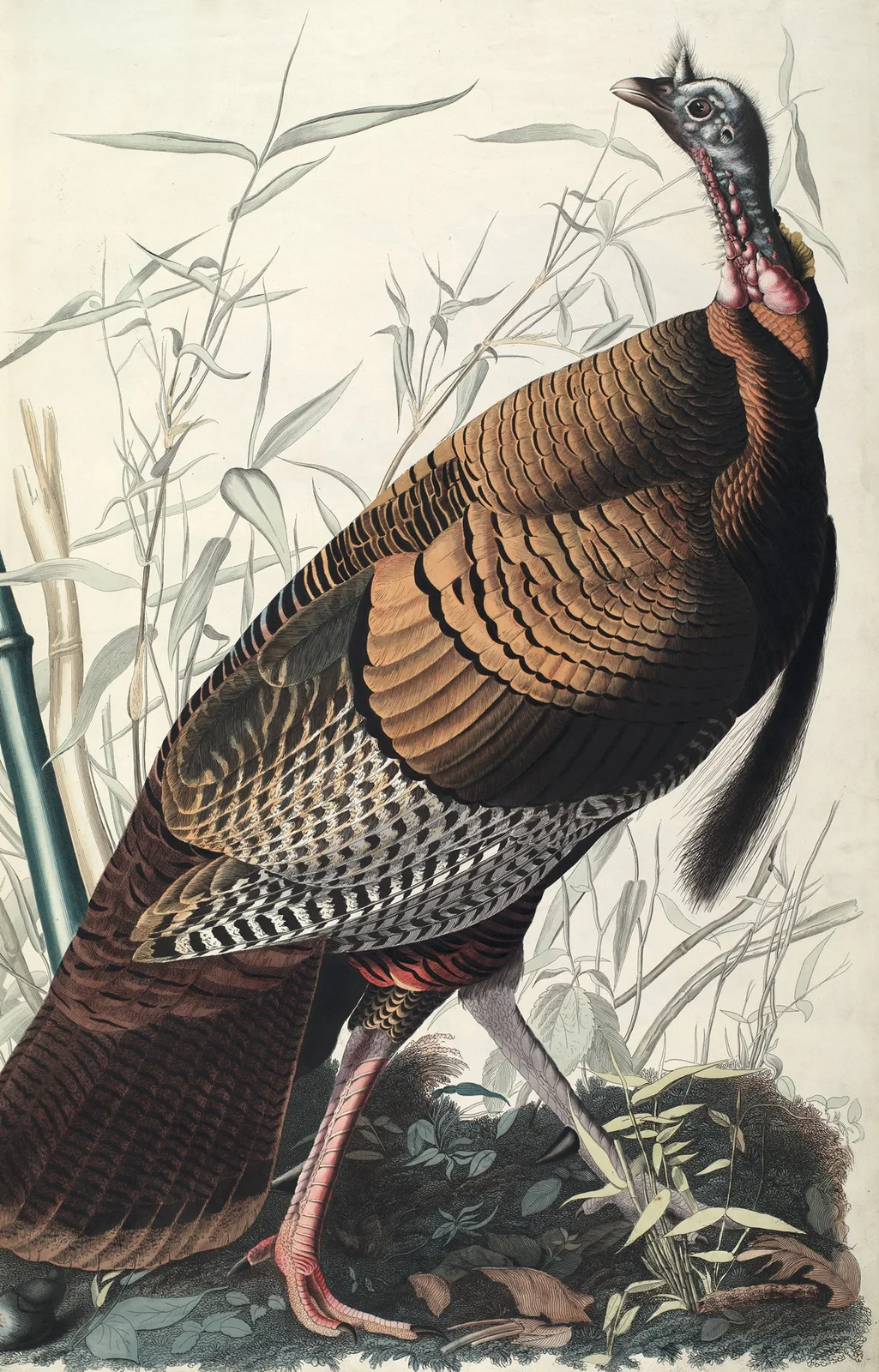 Wild Turkey, 1827 – nr 2 av John James Audubon