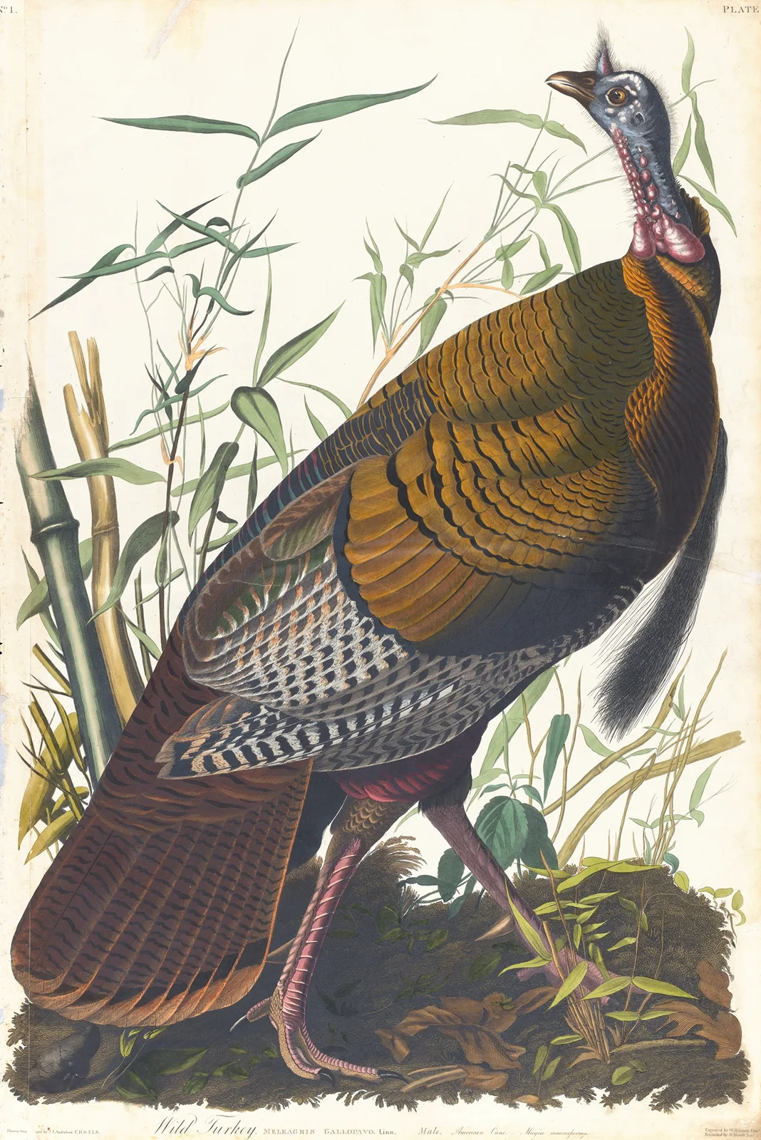 Wild turkey av John James Audubon