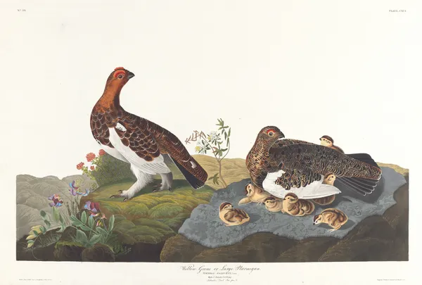 Willow grous or large ptarmigan av John James Audubon