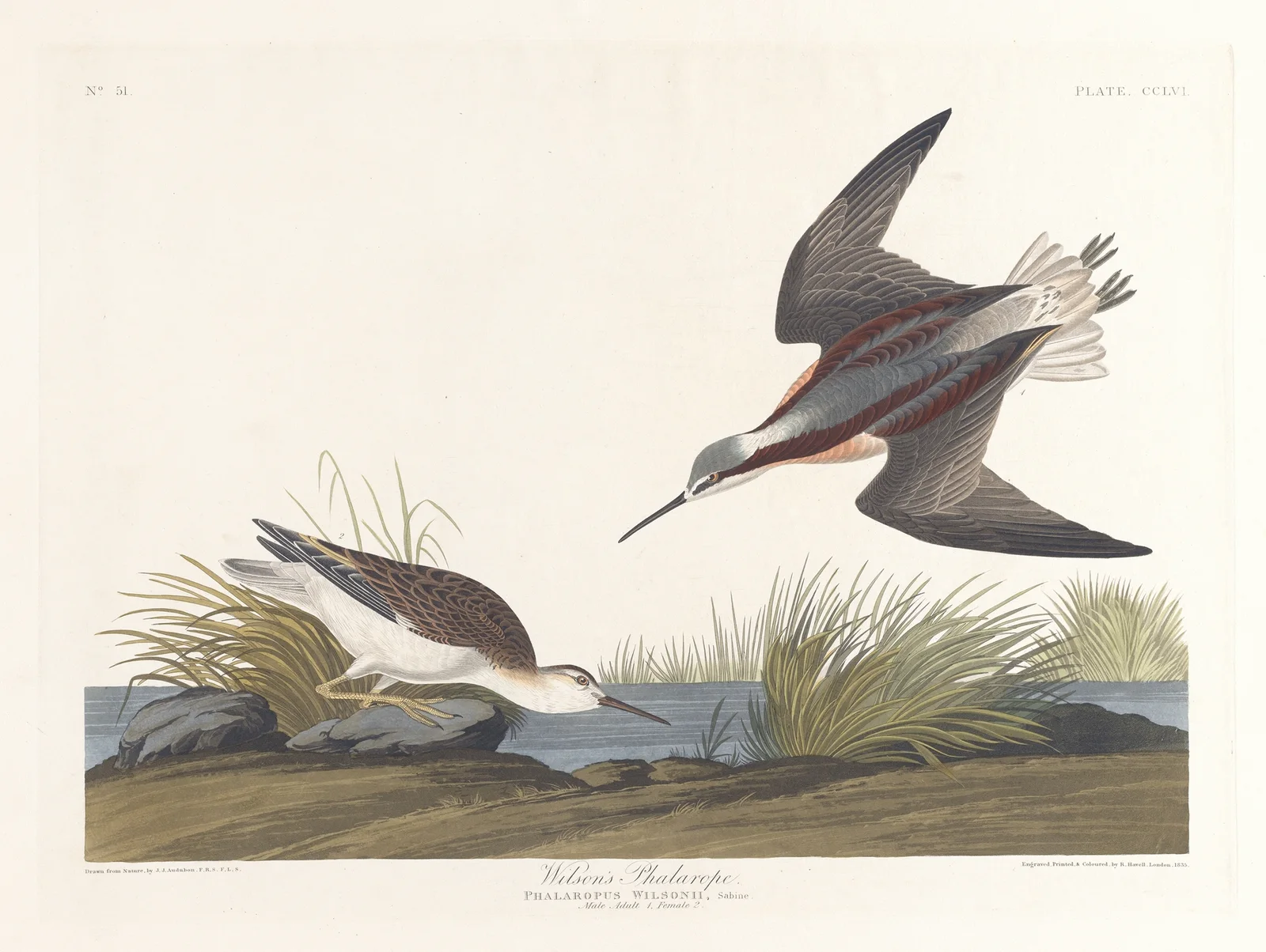 Wilson’s phalarope av John James Audubon