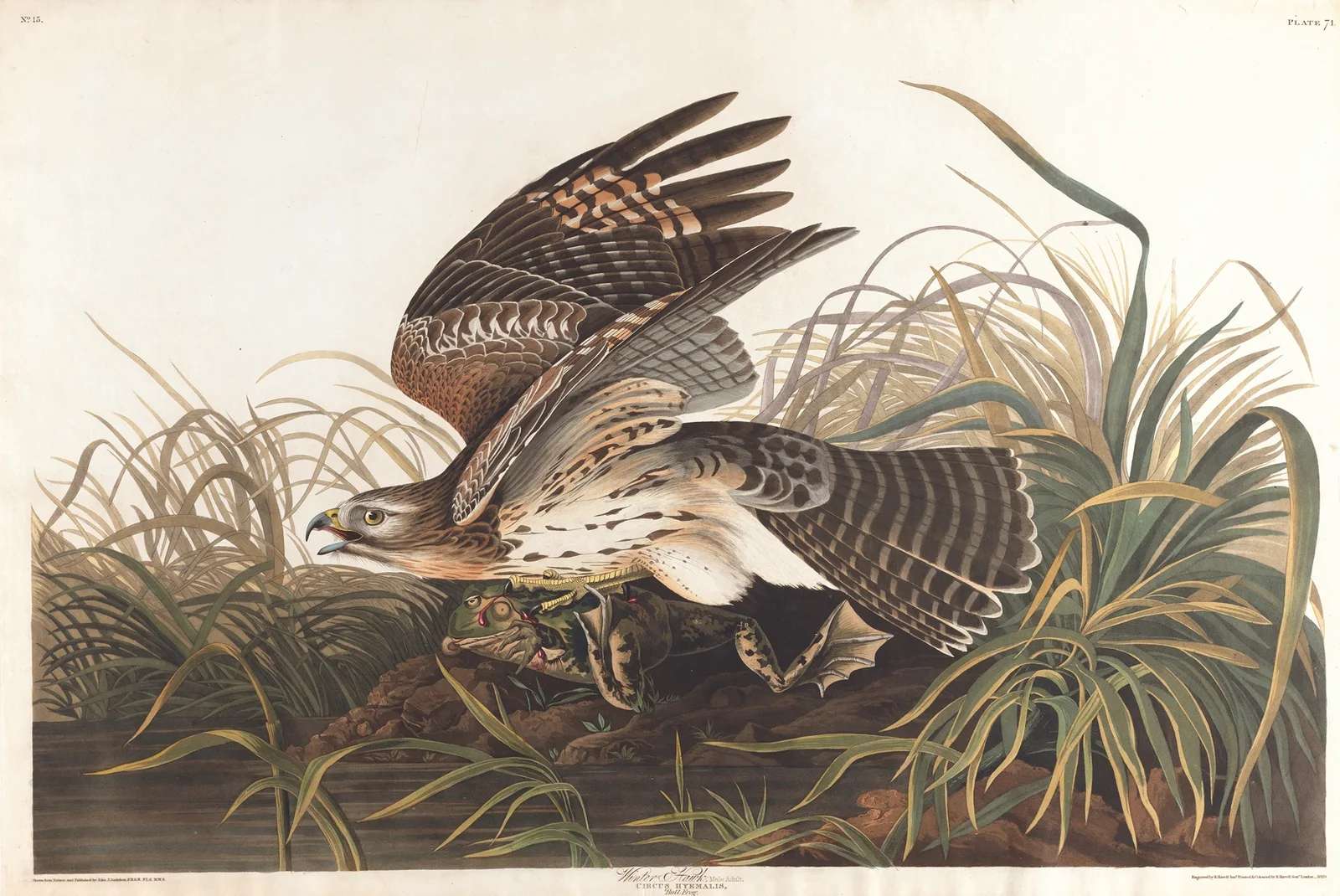 Winter hawk av John James Audubon