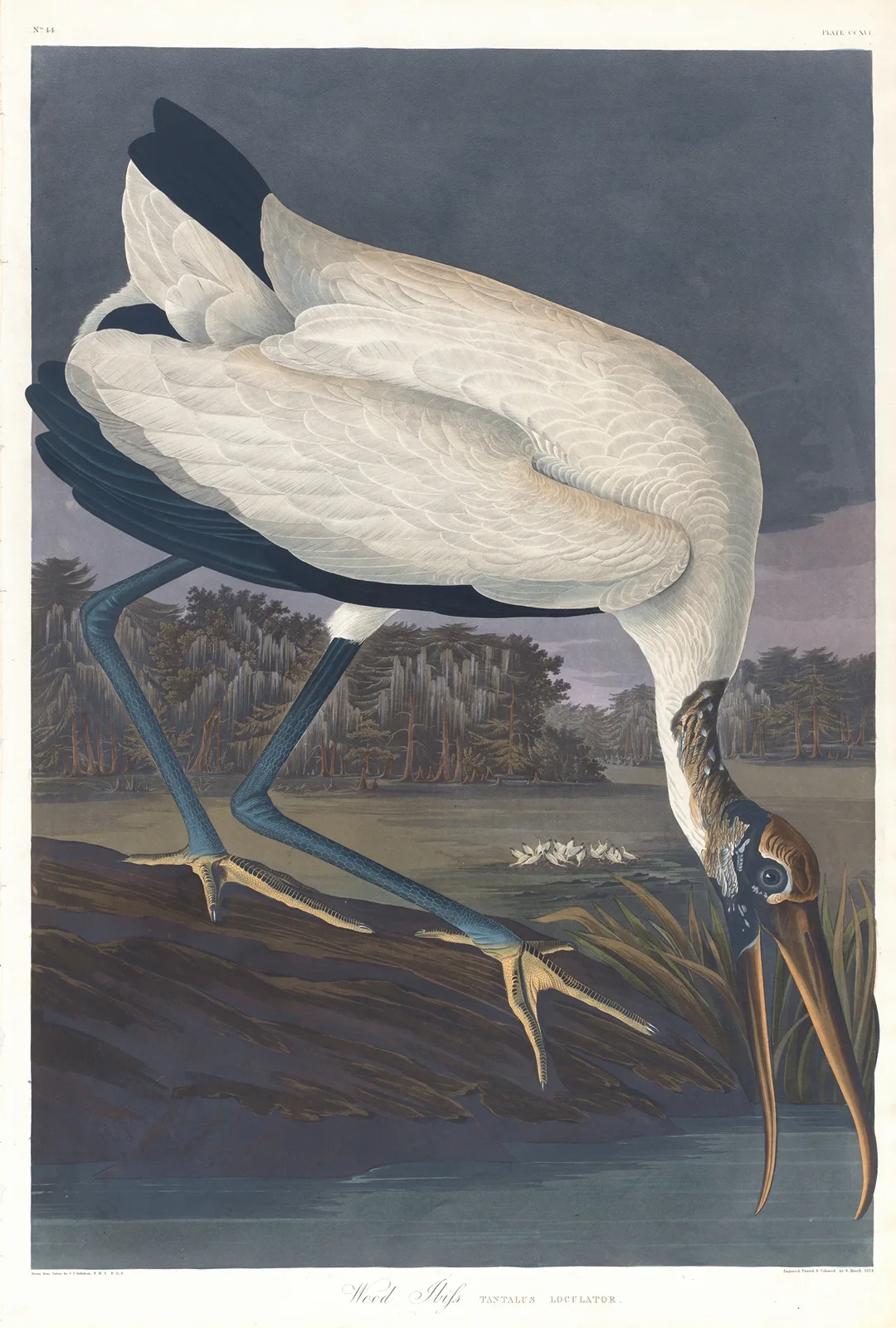 Wood ibis av John James Audubon