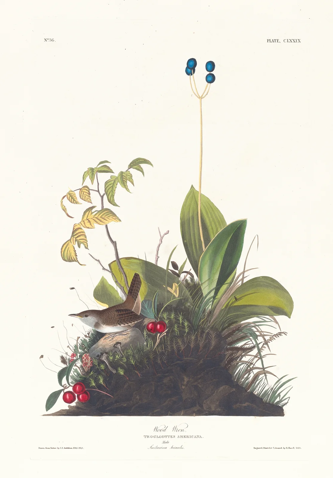 Wood wren av John James Audubon