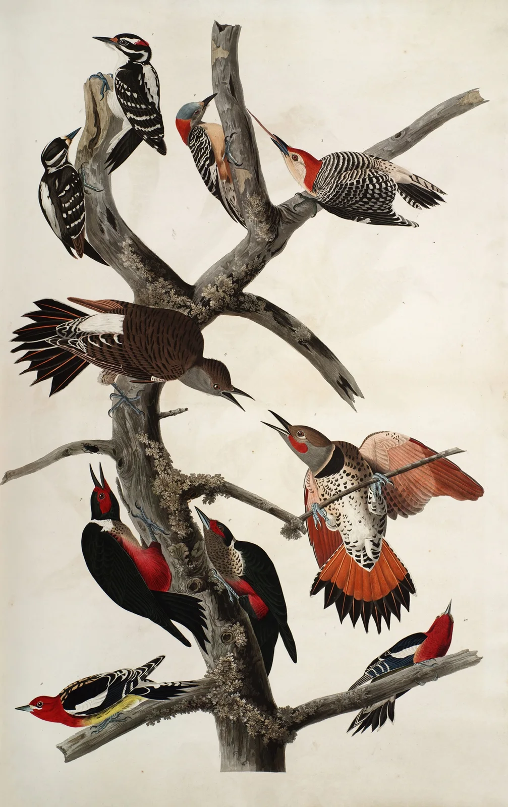 Woodpeckers av John James Audubon