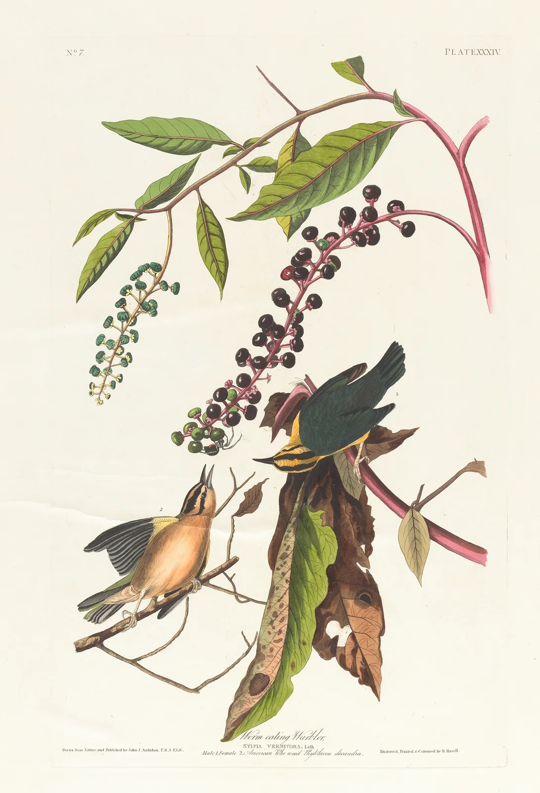 Worm eating warbler av John James Audubon
