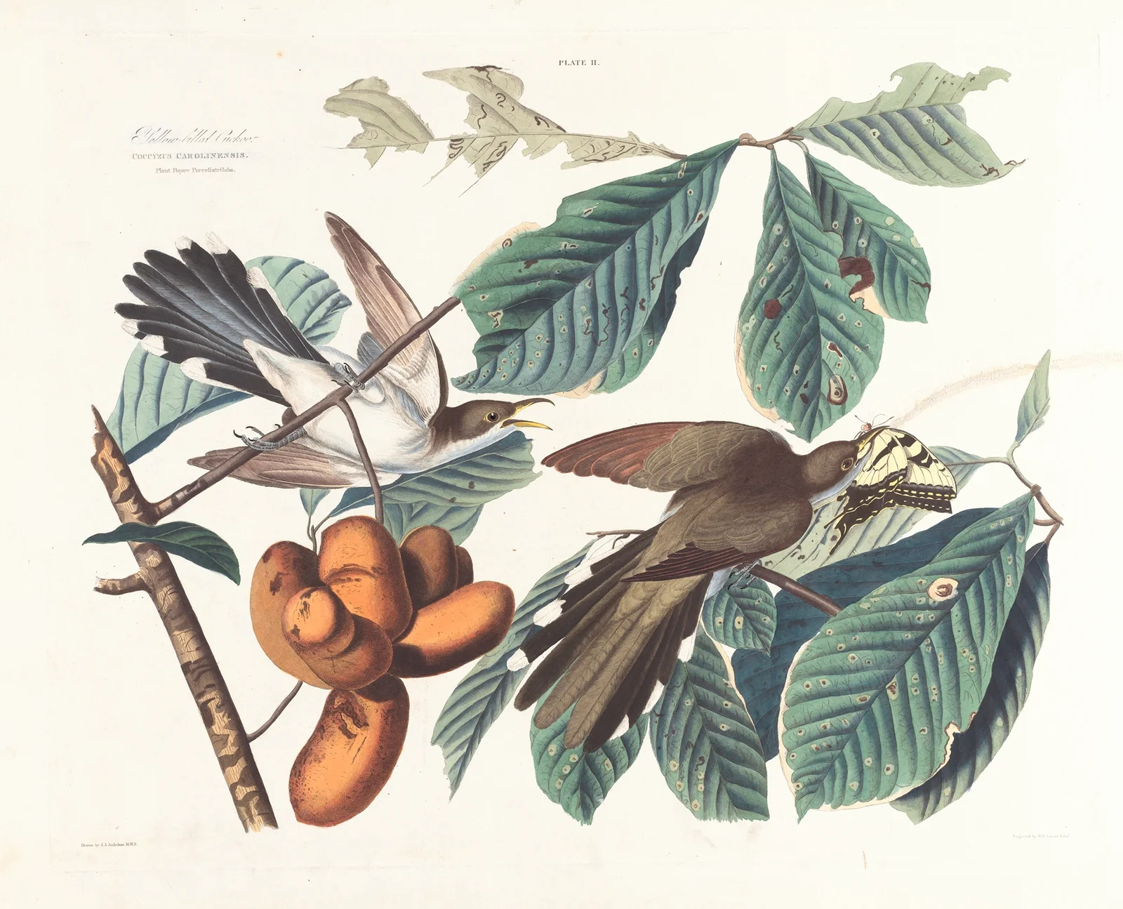 Yellow-billed cuckoo av John James Audubon