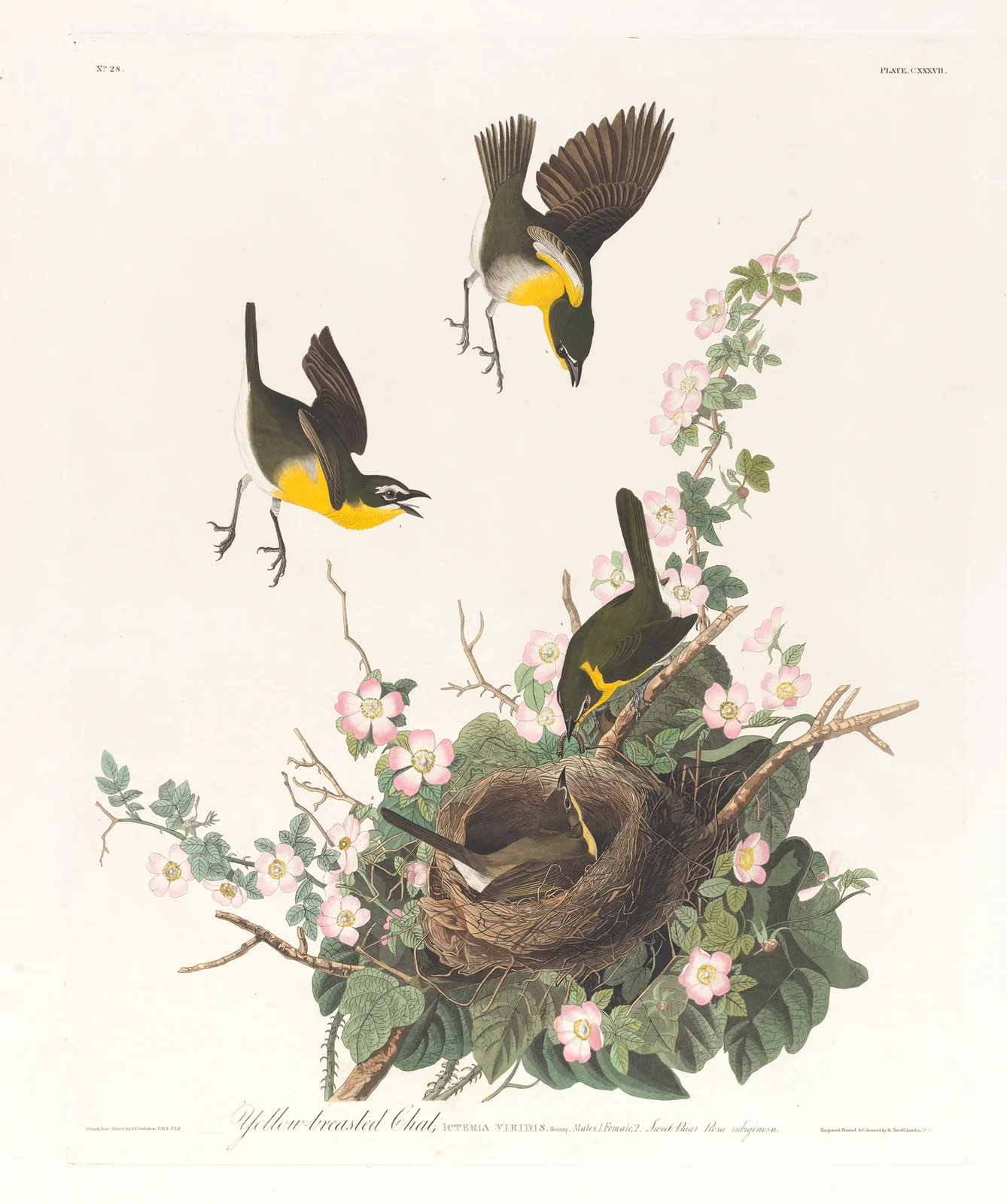 Yellow-breasted chat av John James Audubon