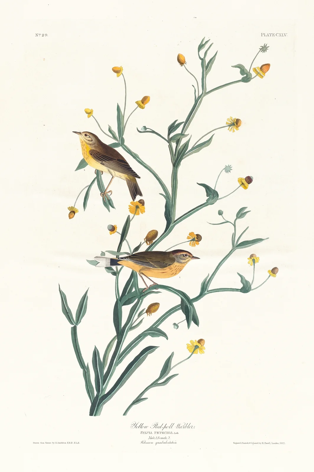 Yellow red-poll warbler av John James Audubon