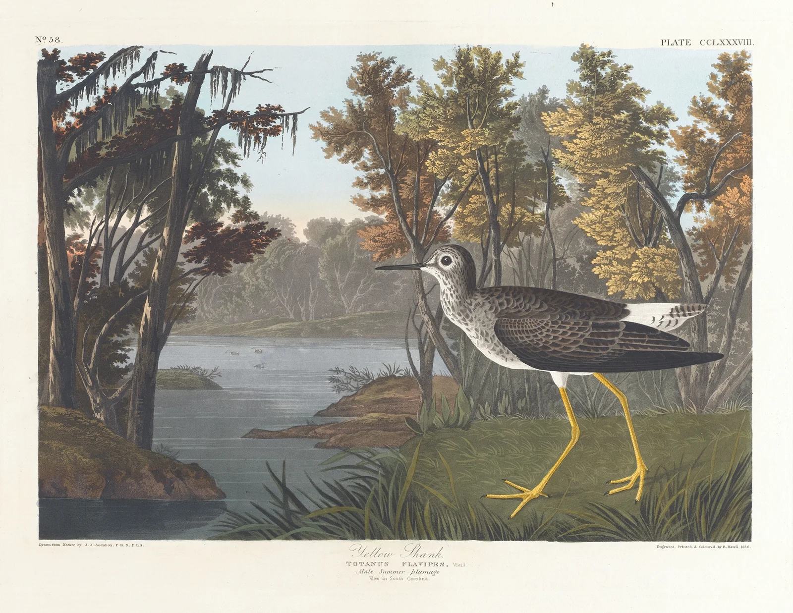 Yellow shank av John James Audubon
