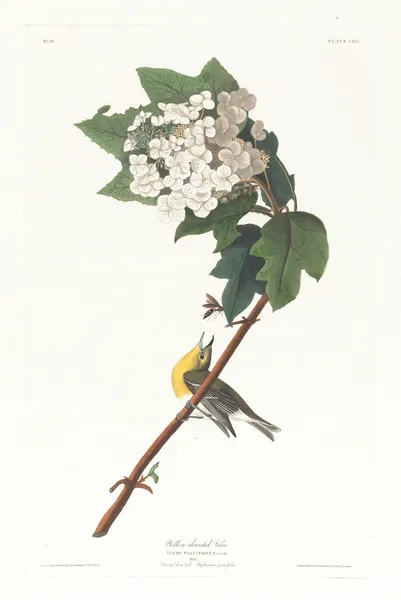 Yellow-throated vireo av John James Audubon