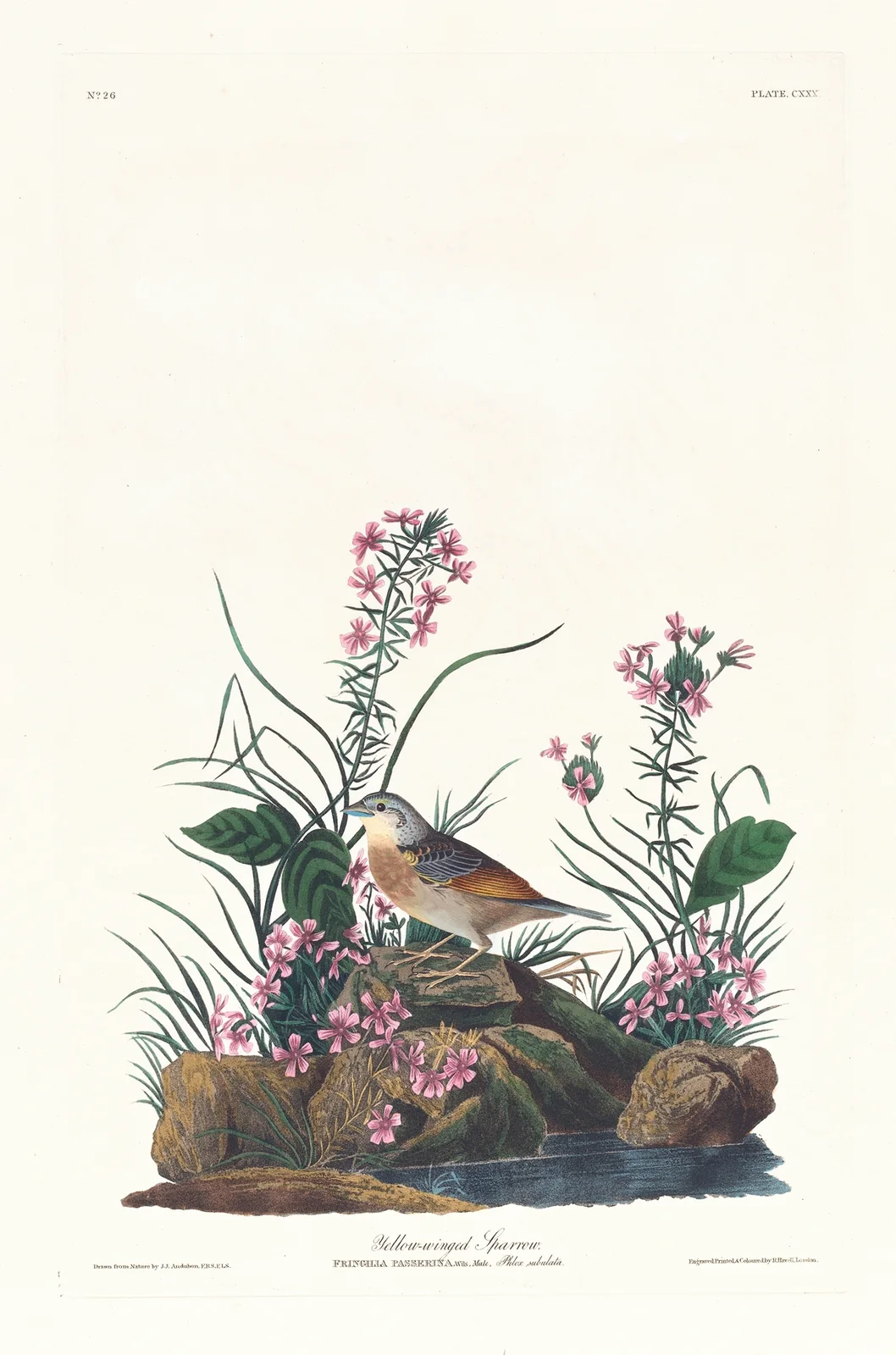 Yellow-winged sparrow av John James Audubon