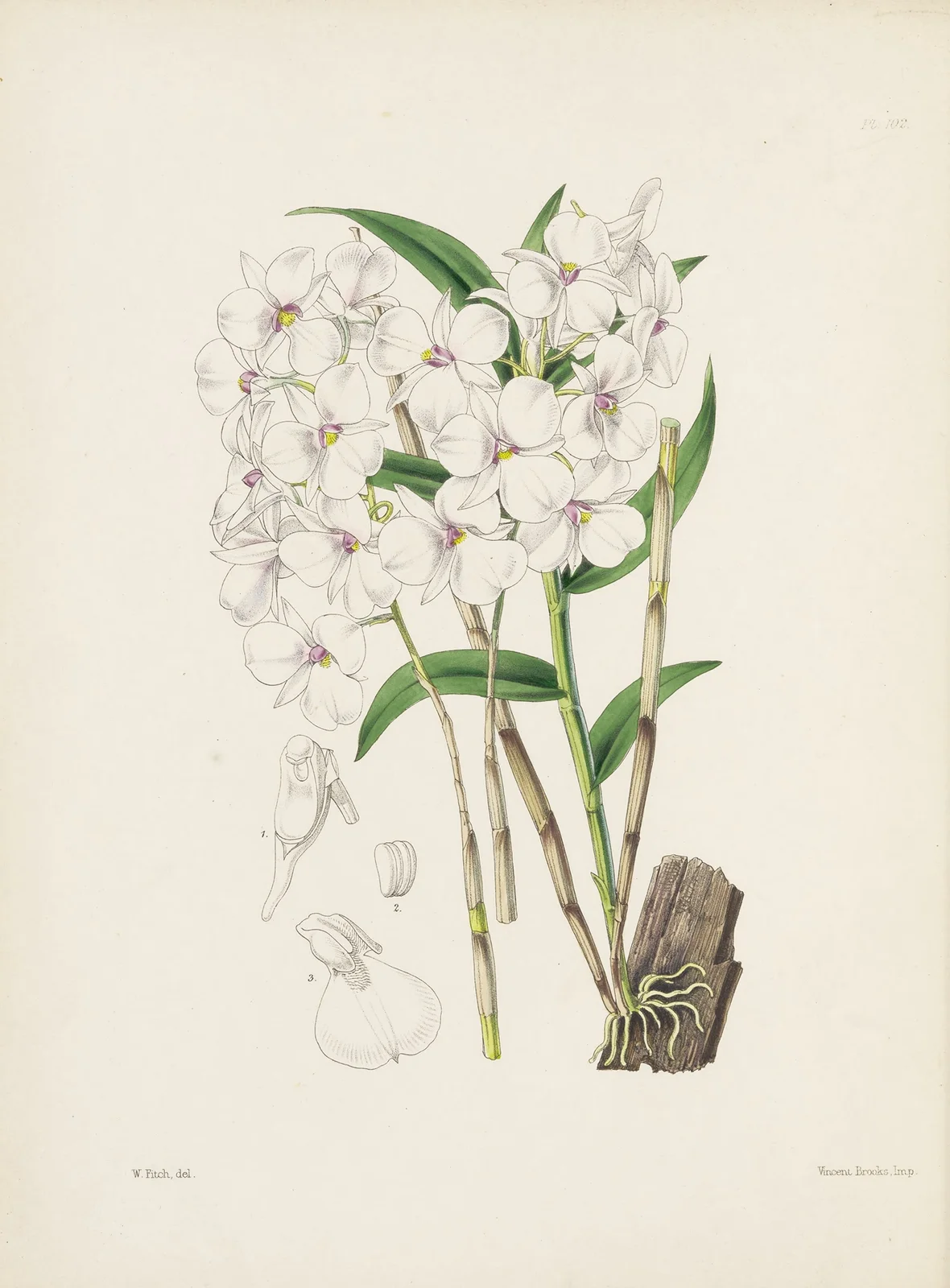 Bearded-lipped Dendrobium (Dendrobium barbatulum) av James Bateman