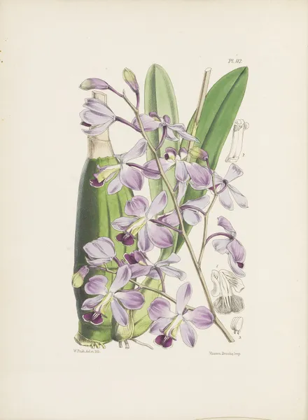 Beautiful Variety of the Two-coloured Epidendrum (Epidendrum dichromum) av James Bateman