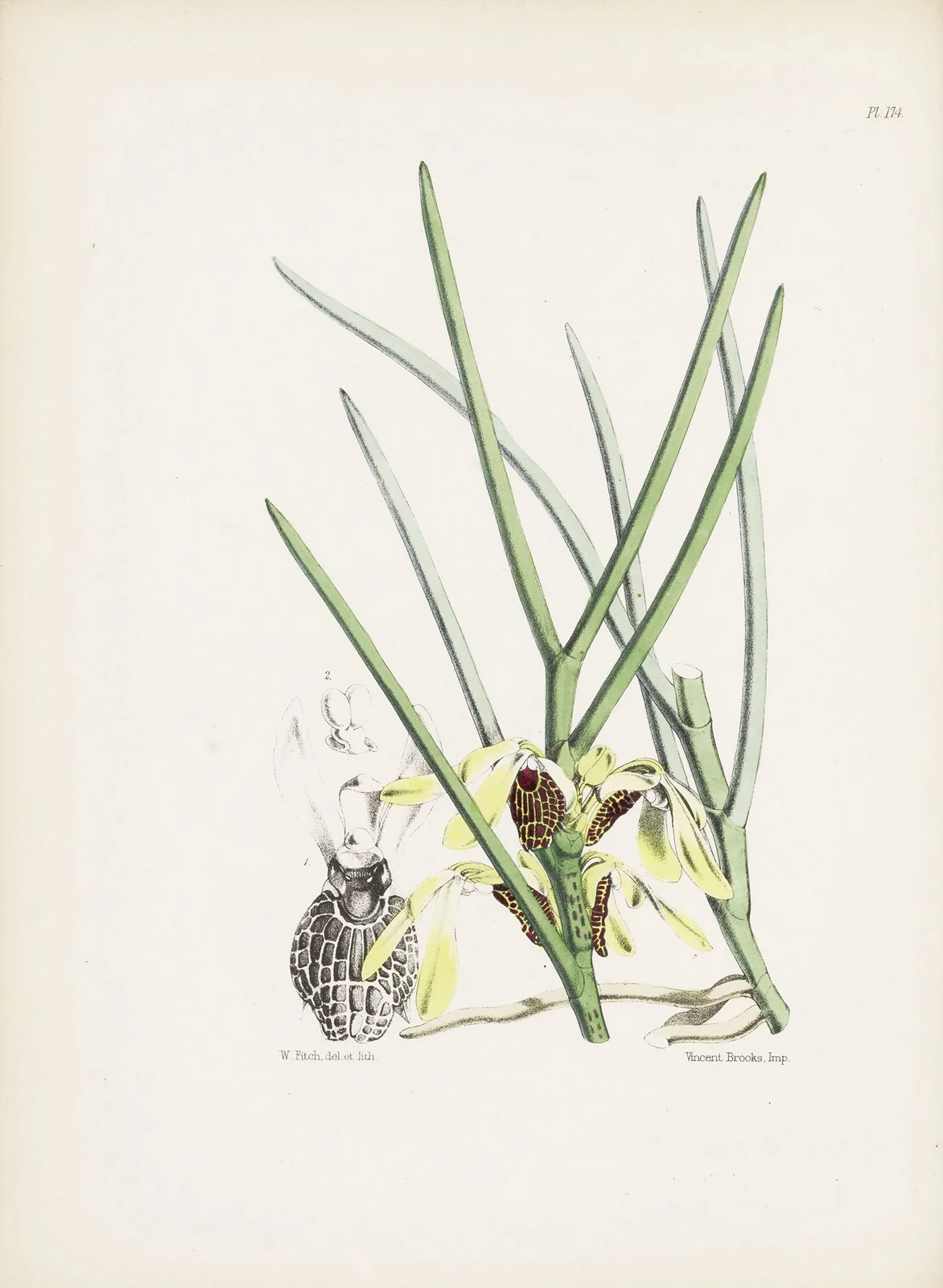 Butterfiy-flowered Luisia (Luisia psyche) av James Bateman