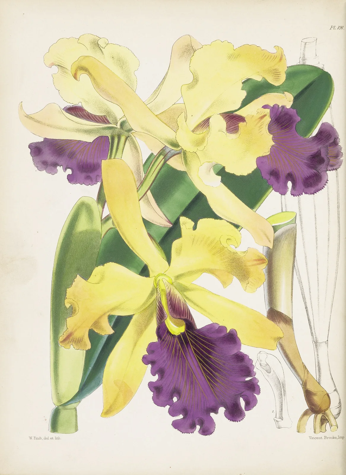 Captain Dow’s Cattleya (Cattleya dowiana) av James Bateman