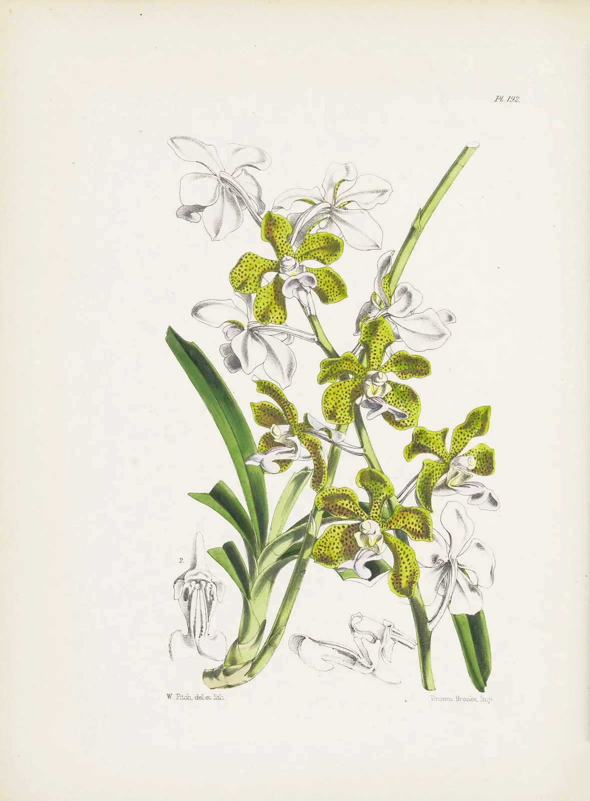 Colonel Benson’s Vanda (Vanda bensoni) av James Bateman