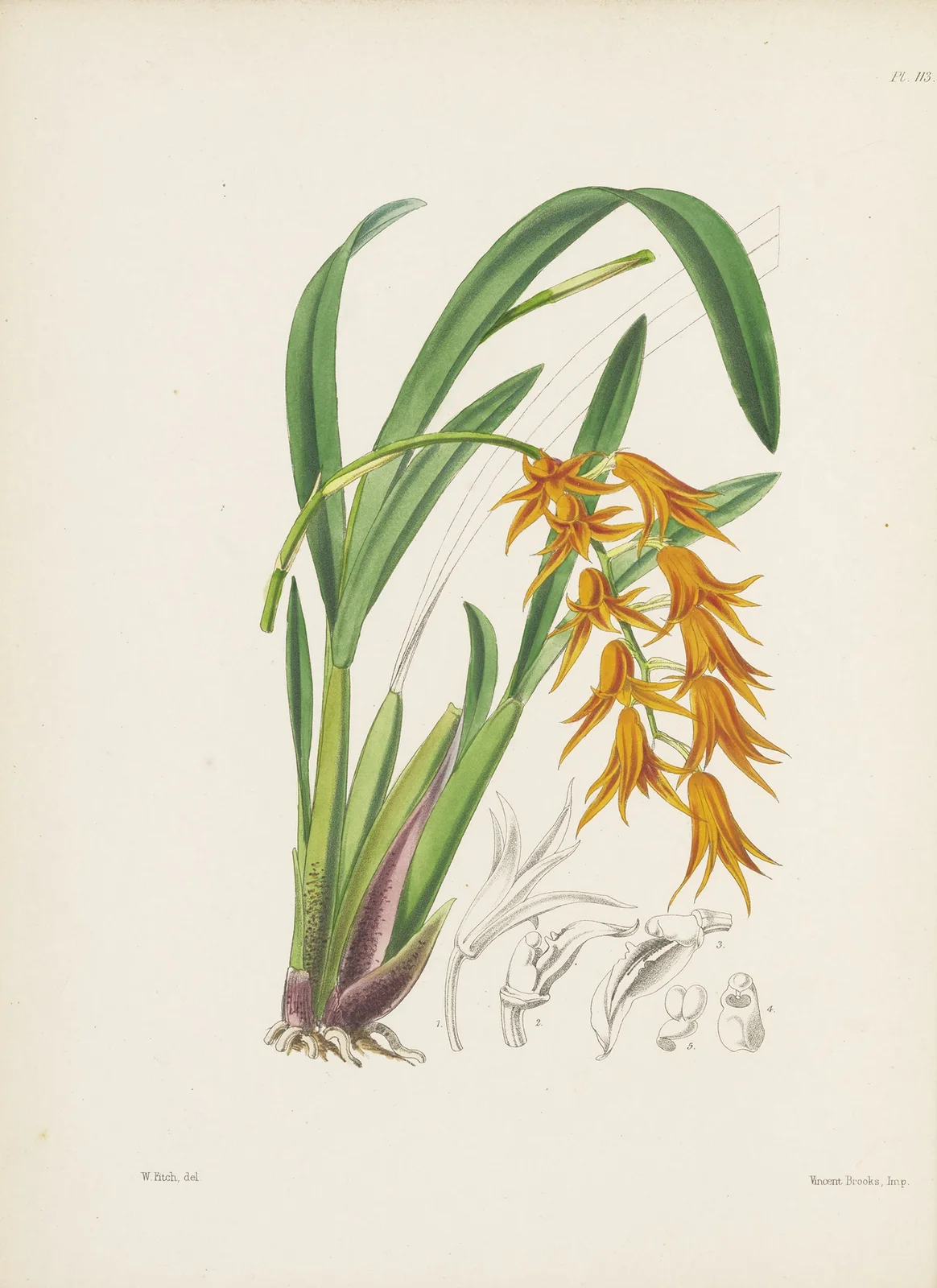 Deep Orange-flowered Ada (Ada aurantiaca) av James Bateman