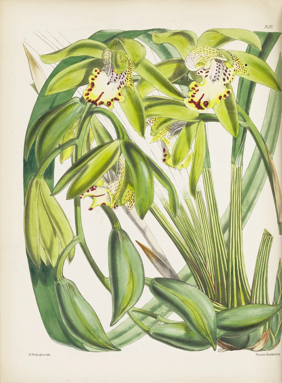 Dr. Hooker’s Cymbidium (Cymbidium hookerianum) av James Bateman