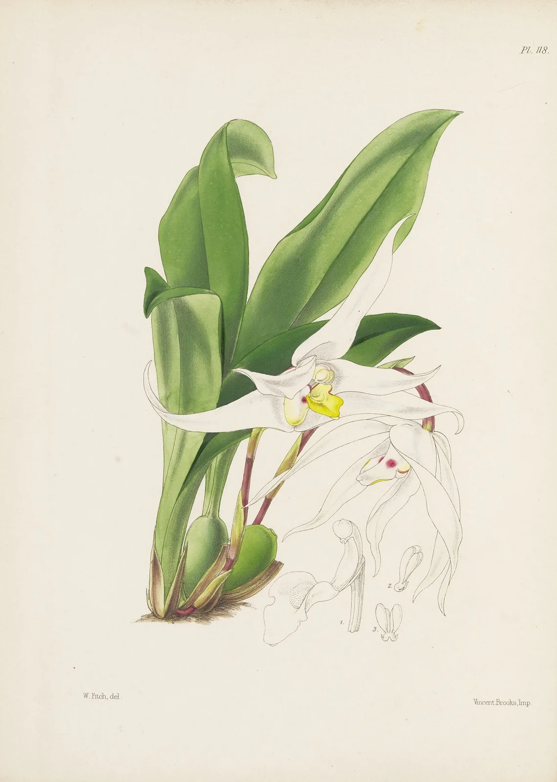 Graceful Maxillaria (Maxillaria venusta) av James Bateman