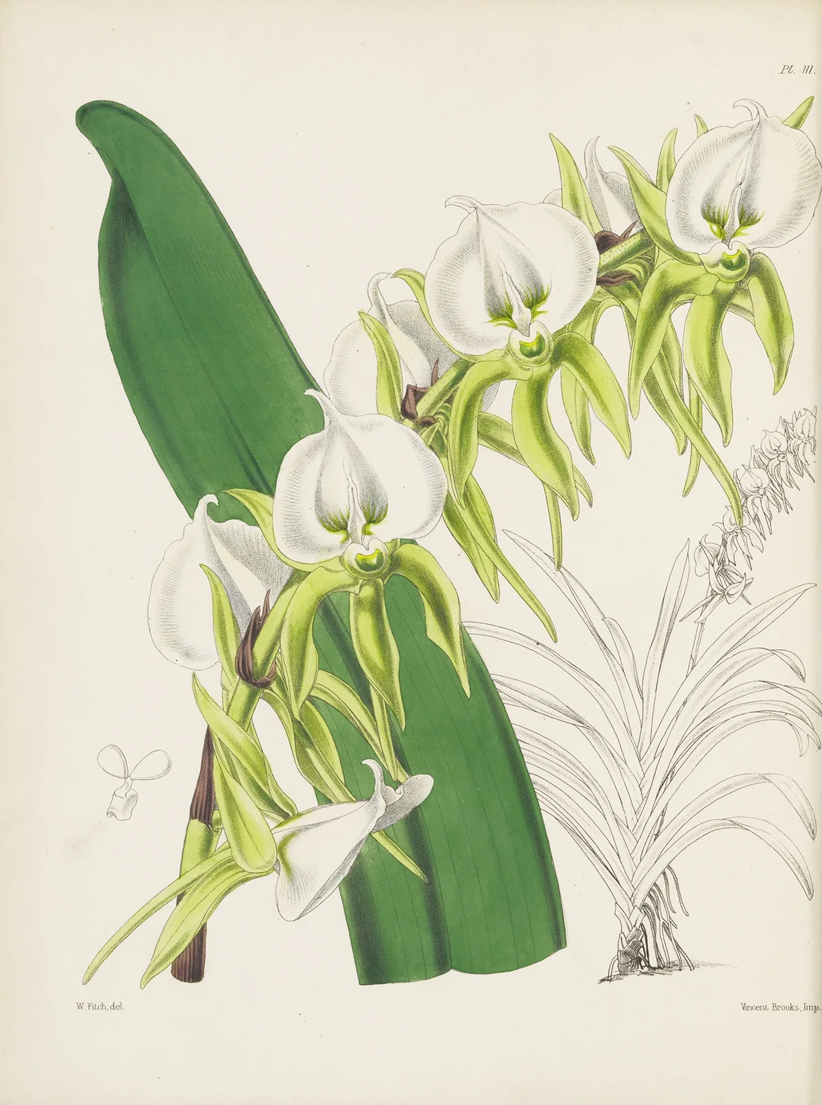 Ivory Angraecum (Angraecum eburneum) av James Bateman