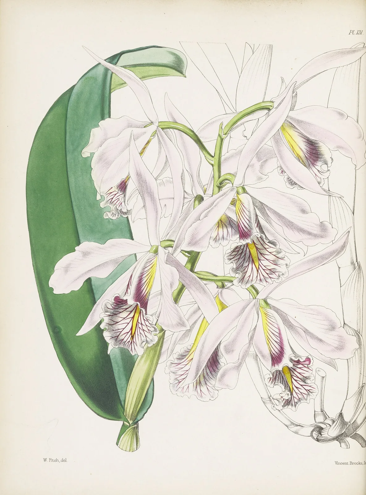 Largest Cattleya (Cattleya maxima) av James Bateman