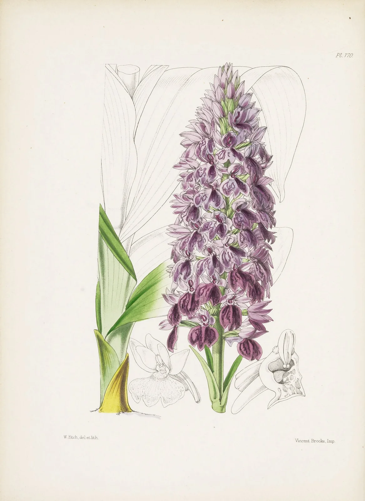Leafy Orchis (Orchis foliosa) av James Bateman