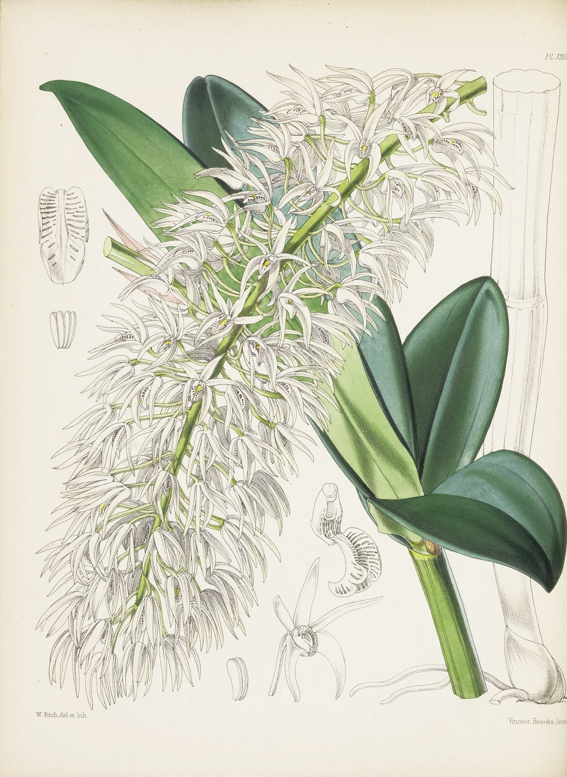 Mr. Hill’s Dendrobium (Dendrobium hillii) av James Bateman