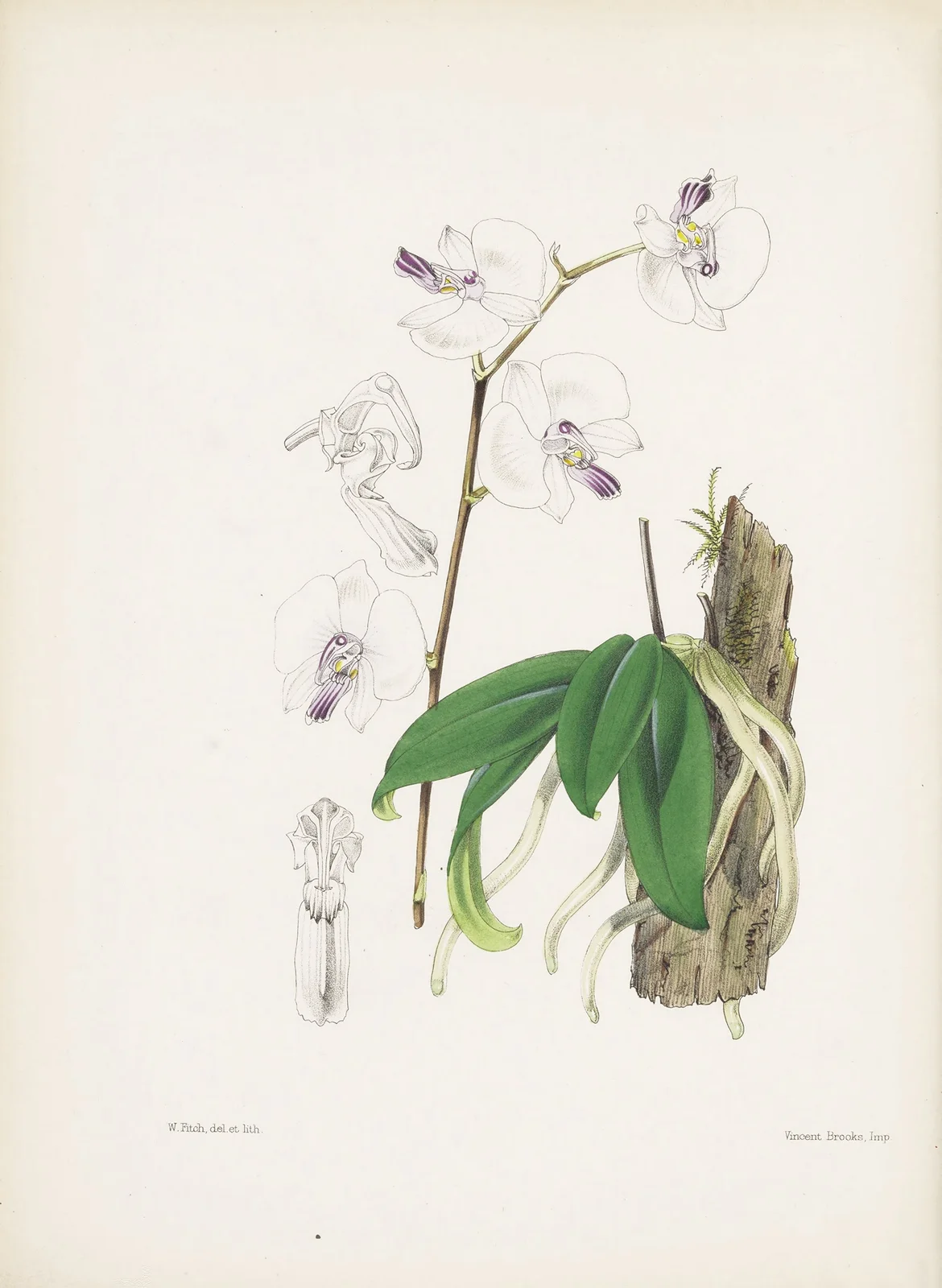 Mr. Low’s Phalaenopsis (Phalaenopsis lowii) av James Bateman