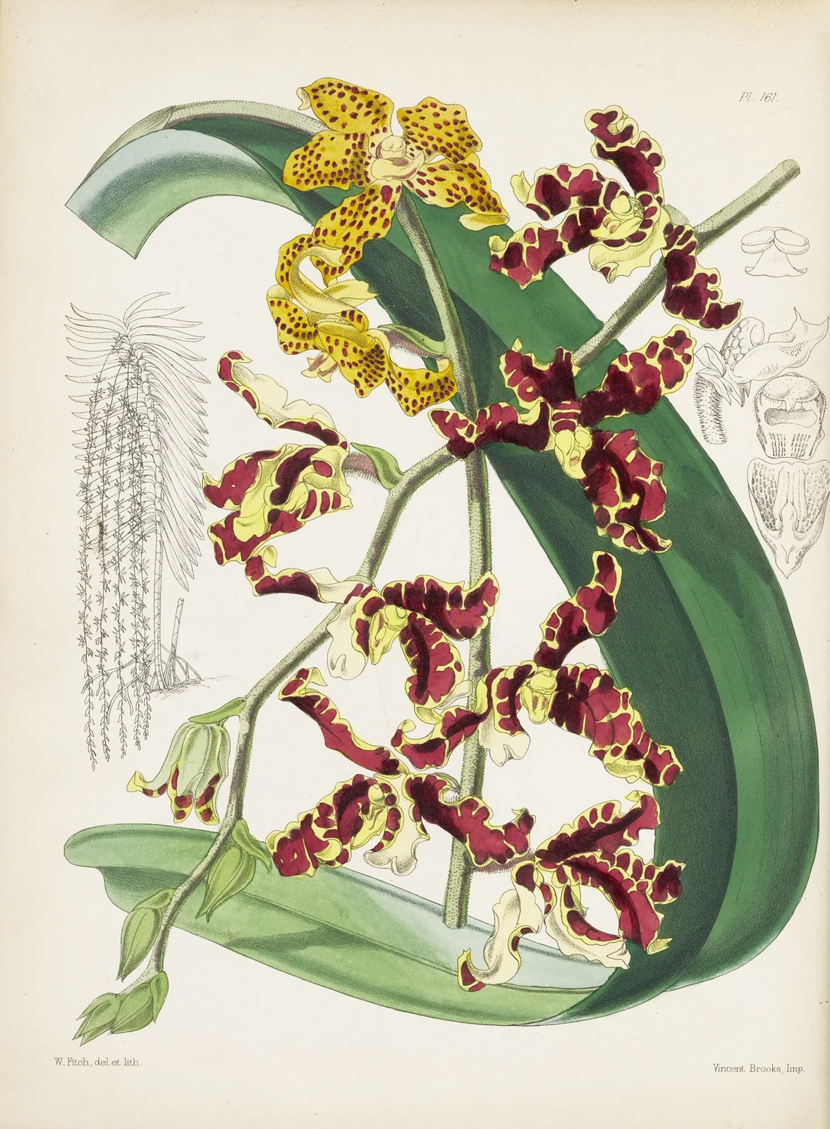 Mr. Low’s Renanthera (Renanthera lowii) av James Bateman